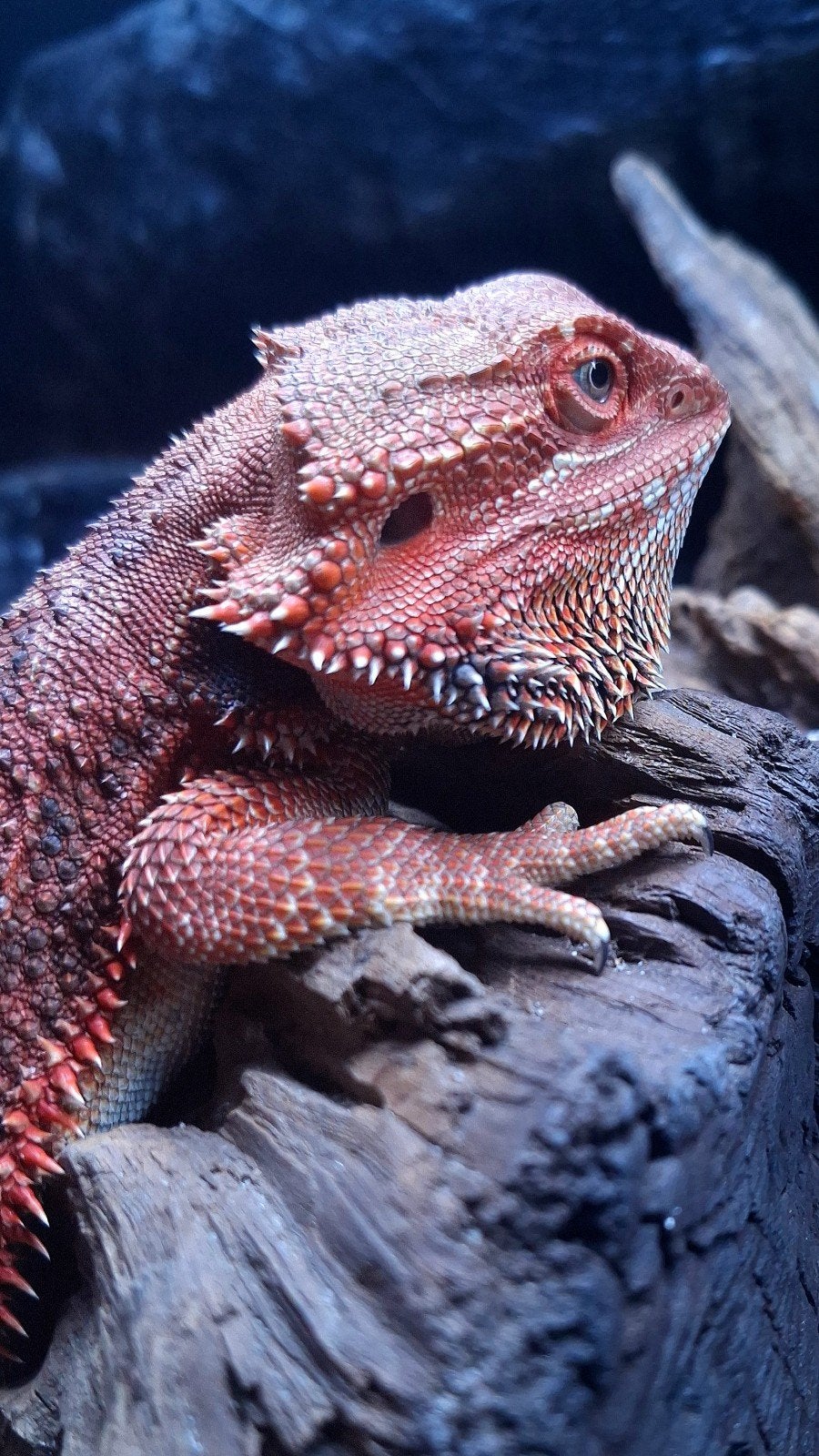 Aanbieding ! 50% Dark Red Monster man Baardagaam (Holdback), Dieren en Toebehoren, Reptielen en Amfibieën, Hagedis, 0 tot 2 jaar