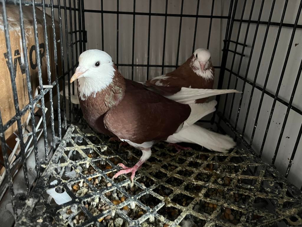 Donek duiven, Dieren en Toebehoren, Vogels | Duiven, Meerdere dieren, Postduif