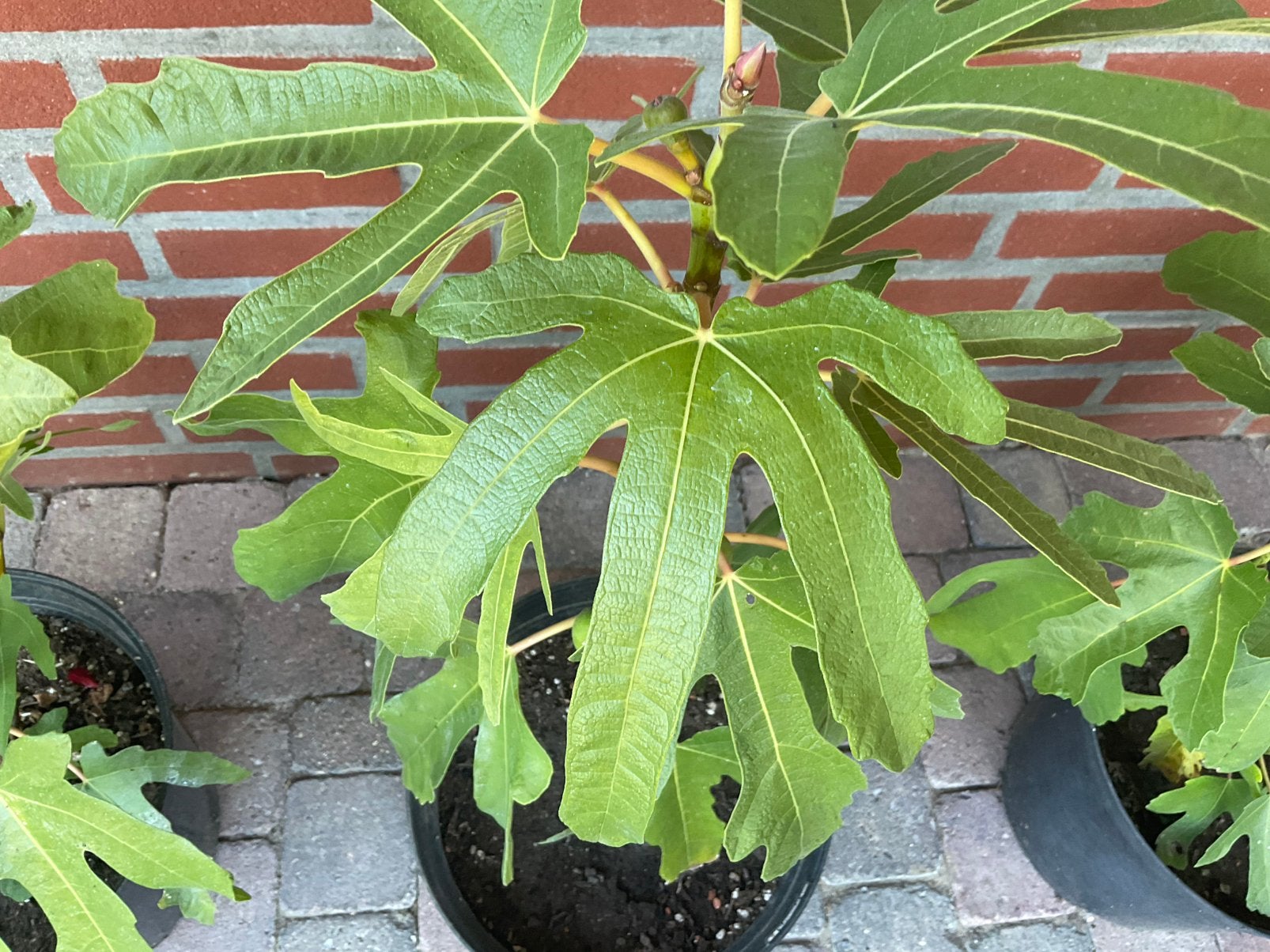 Ficus carica - Rouge de Bordeaux, Ophalen, Overige soorten, Volle zon