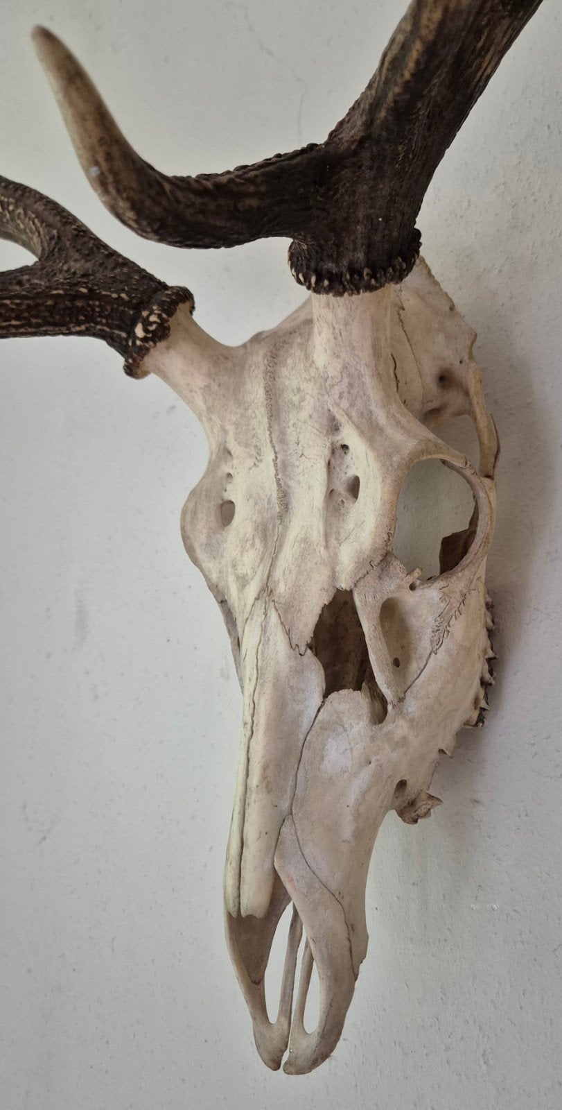 Gewei van Edelhert met echte Schedel., Verzamelen, Dierenverzamelingen, Ophalen, Hert, Schedel