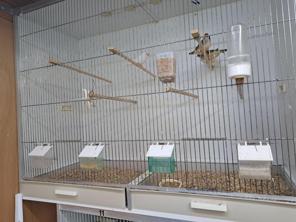 TE KOOP GEVRAAGD GEHU UITVLIEGKOOI, Dieren en Toebehoren, Meerdere dieren, Kleurkanarie