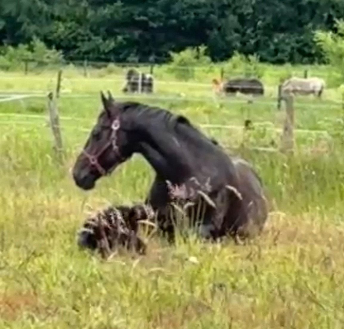 Merrie met veulen Ebony &Pitch Perfect, Dieren en Toebehoren, Merrie