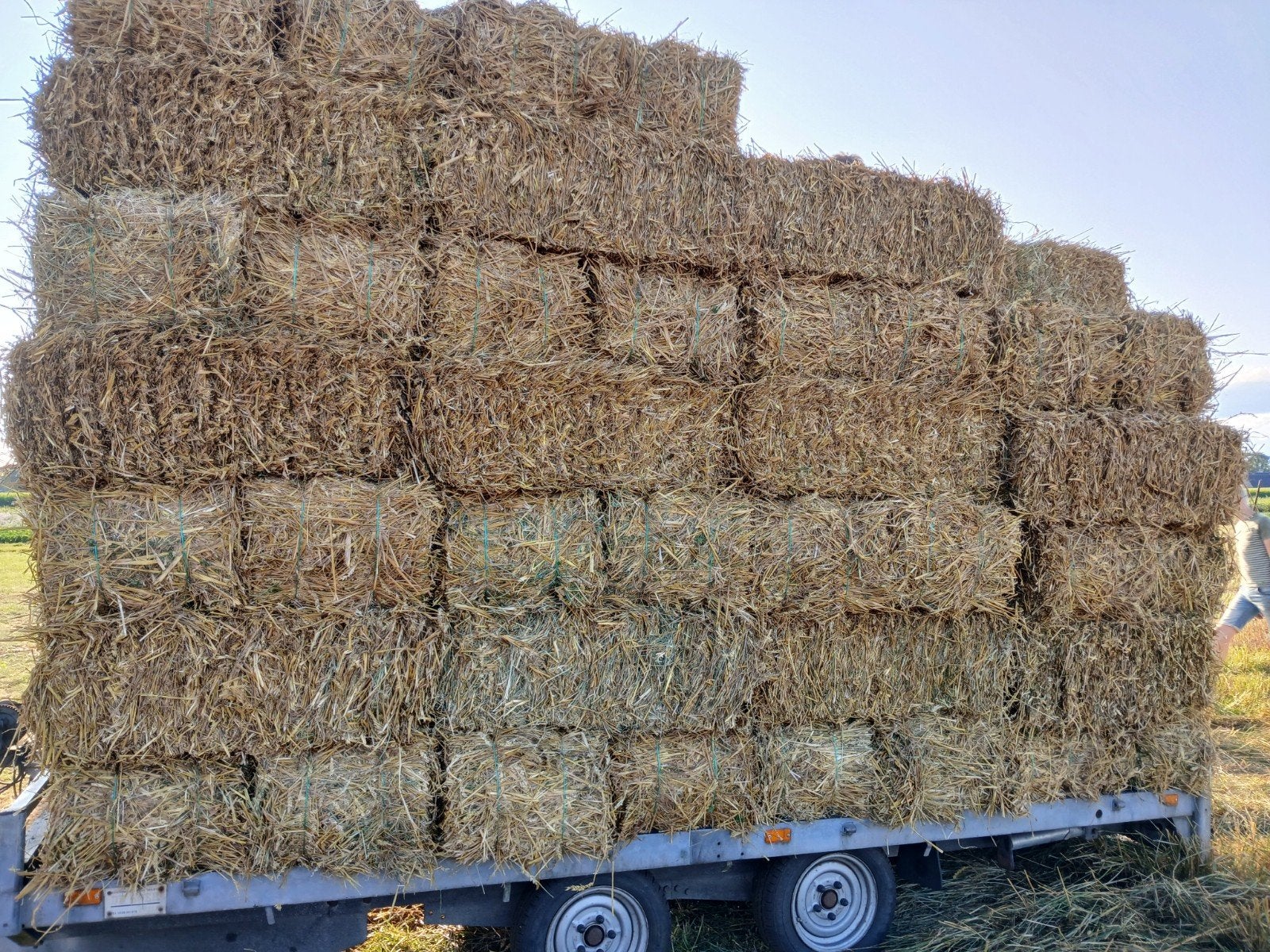 Kleine pakjes tarwe stro te koop