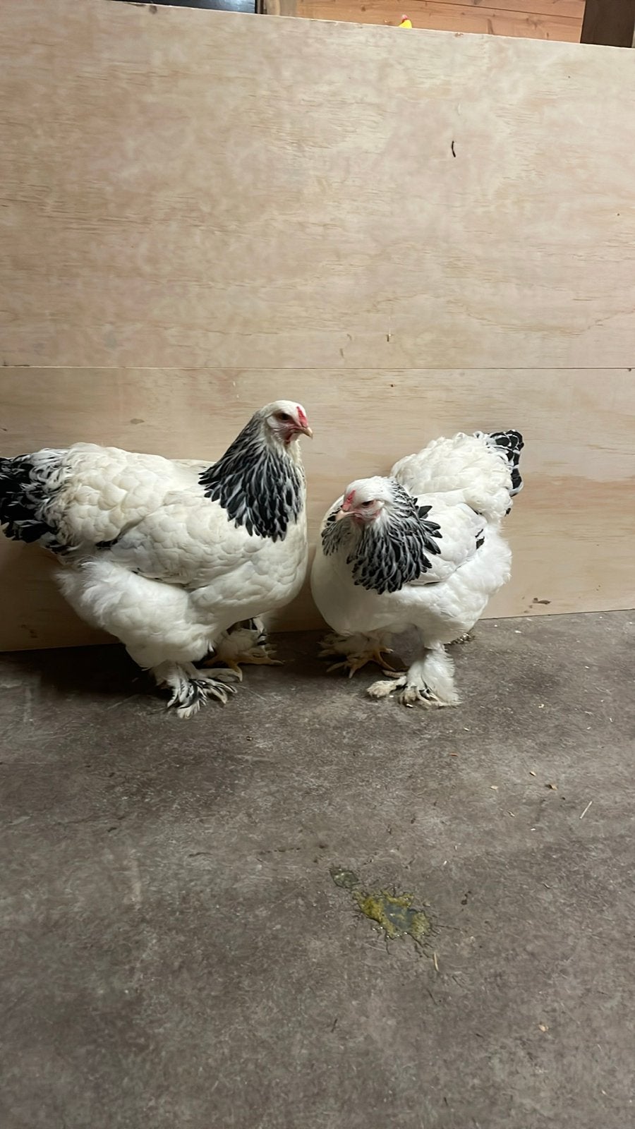 Gezocht brahma columbia hennen, Dieren en Toebehoren, Pluimvee, Vrouwelijk, Kip