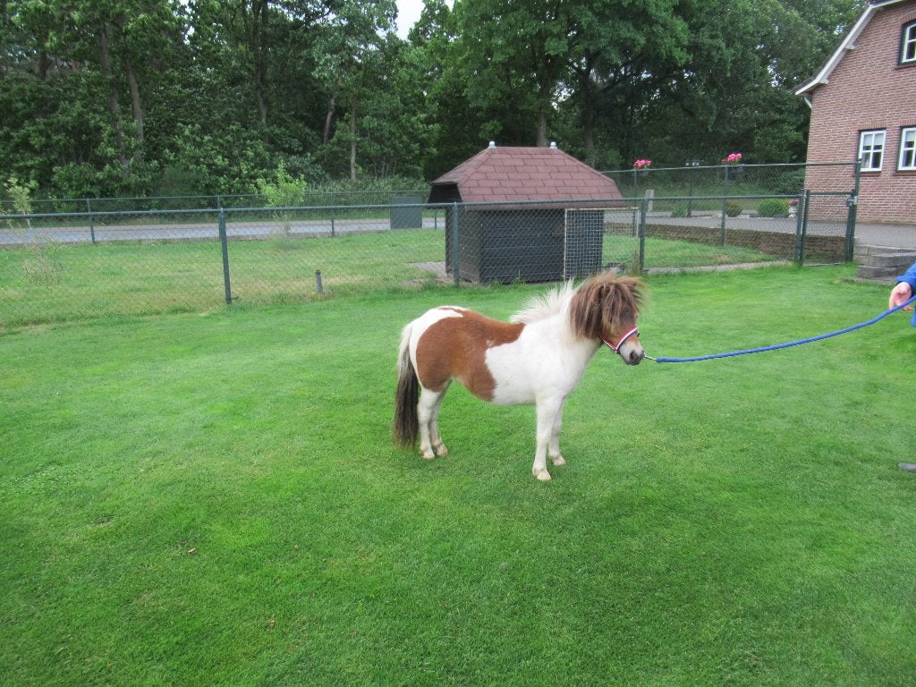 2 prachtige minipaardjes, Dieren en Toebehoren, Pony's, Merrie, Dressuurpony, 0 tot 2 jaar, A pony (tot 1.17m)