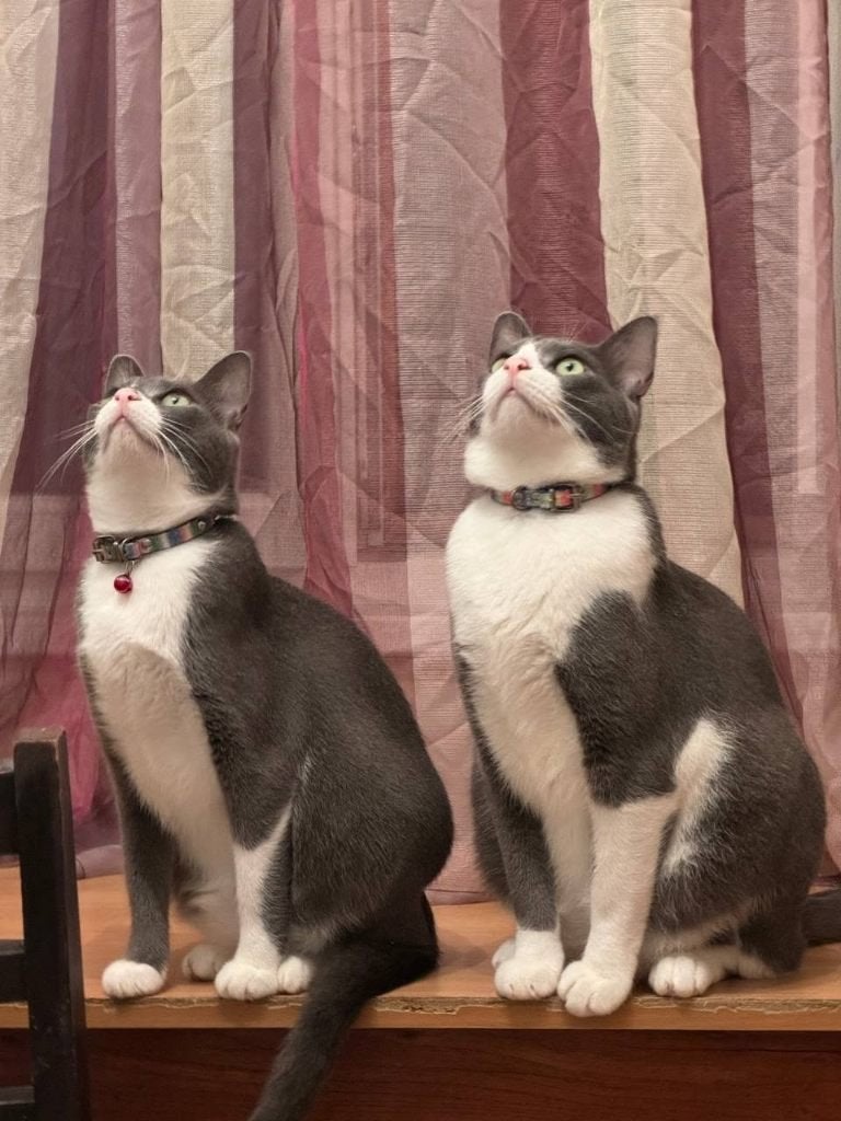 Twee lieve katten (broer en zus) zoeken een forever home, Meerdere dieren, Kortharig, 3 tot 5 jaar