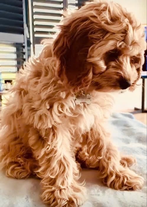 MINI Labradoodle CUDDLEWELLRANCH ❤️mogen nu verhuizen❤️