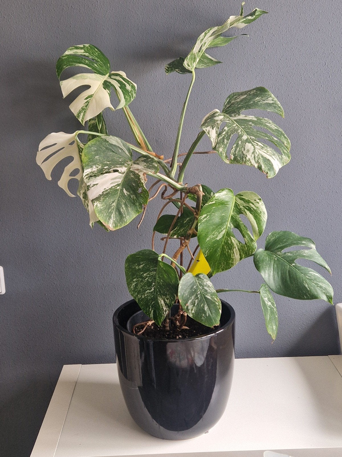 Monstera Variegata - Prachtige Gevlekte Kamerplant, Ophalen