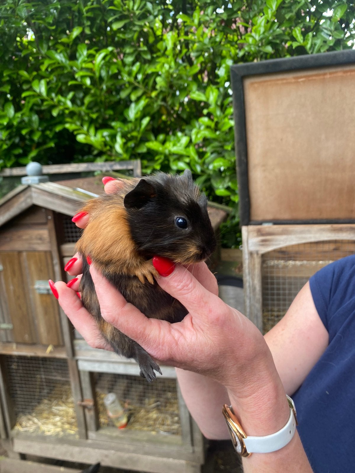 Te koop jonge tamme cavia,s, Cavia, April, Meerdere dieren, Tam
