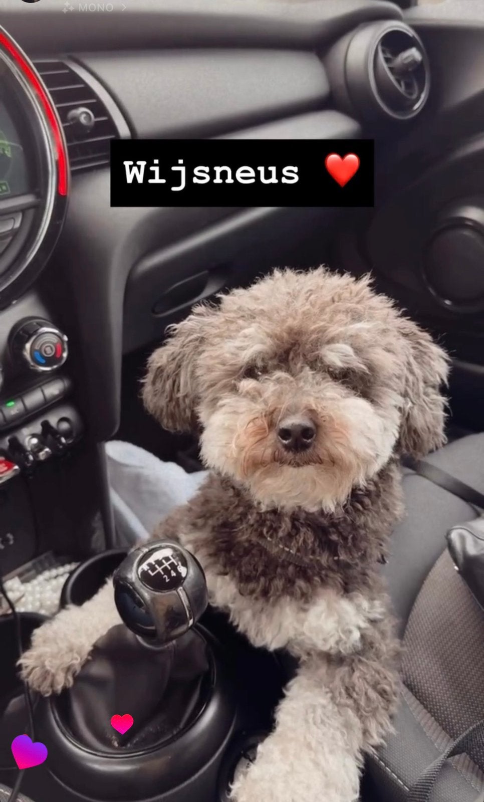 Onwijs lieve Max (3) zoekt een nieuw huisje, Dieren en Toebehoren, Honden | Niet-rashonden, Reu, Eén hond, Klein, 3 tot 5 jaar
