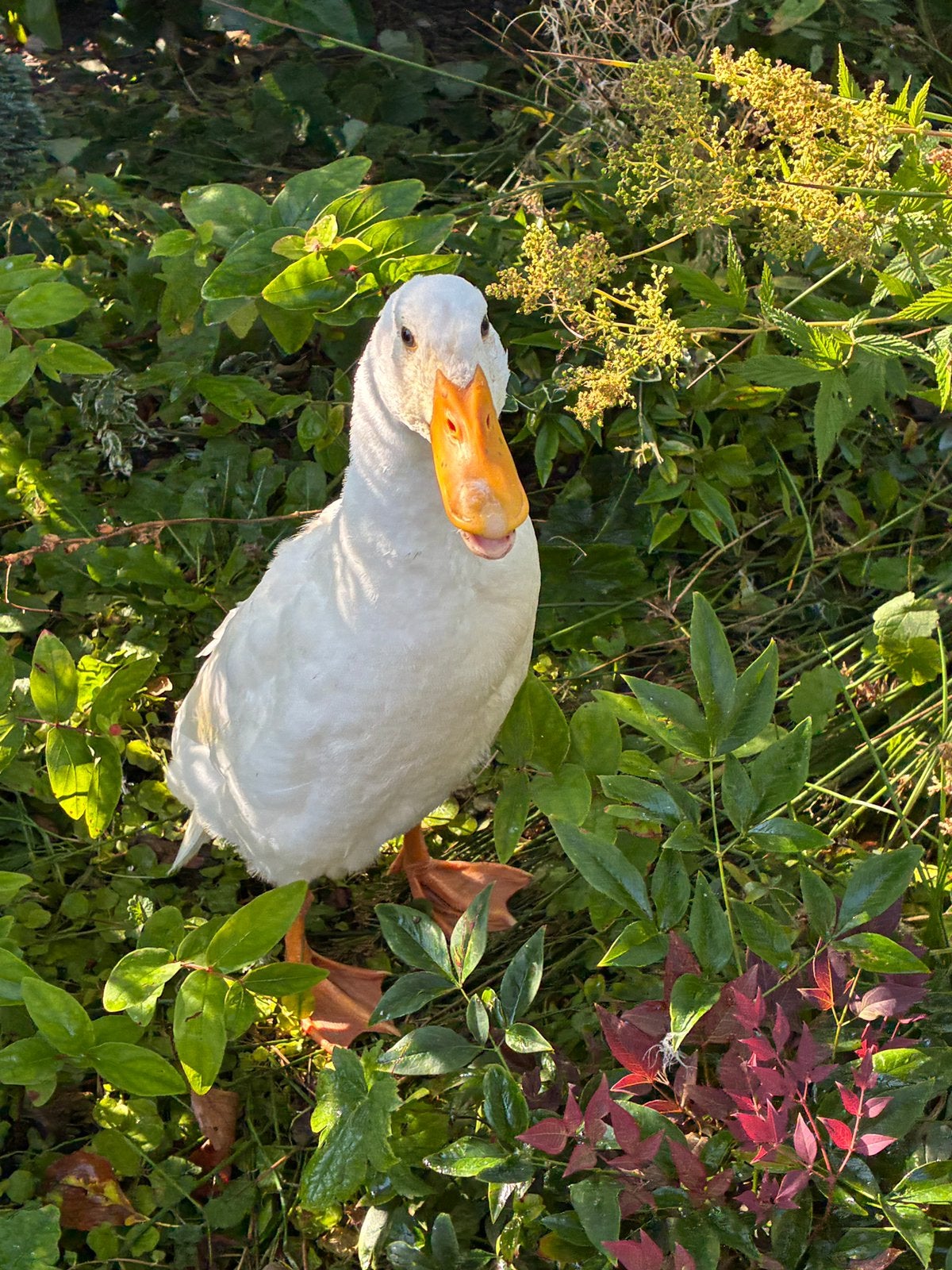 Loopeend koppel, Dieren en Toebehoren, Pluimvee, Meerdere dieren, Eend
