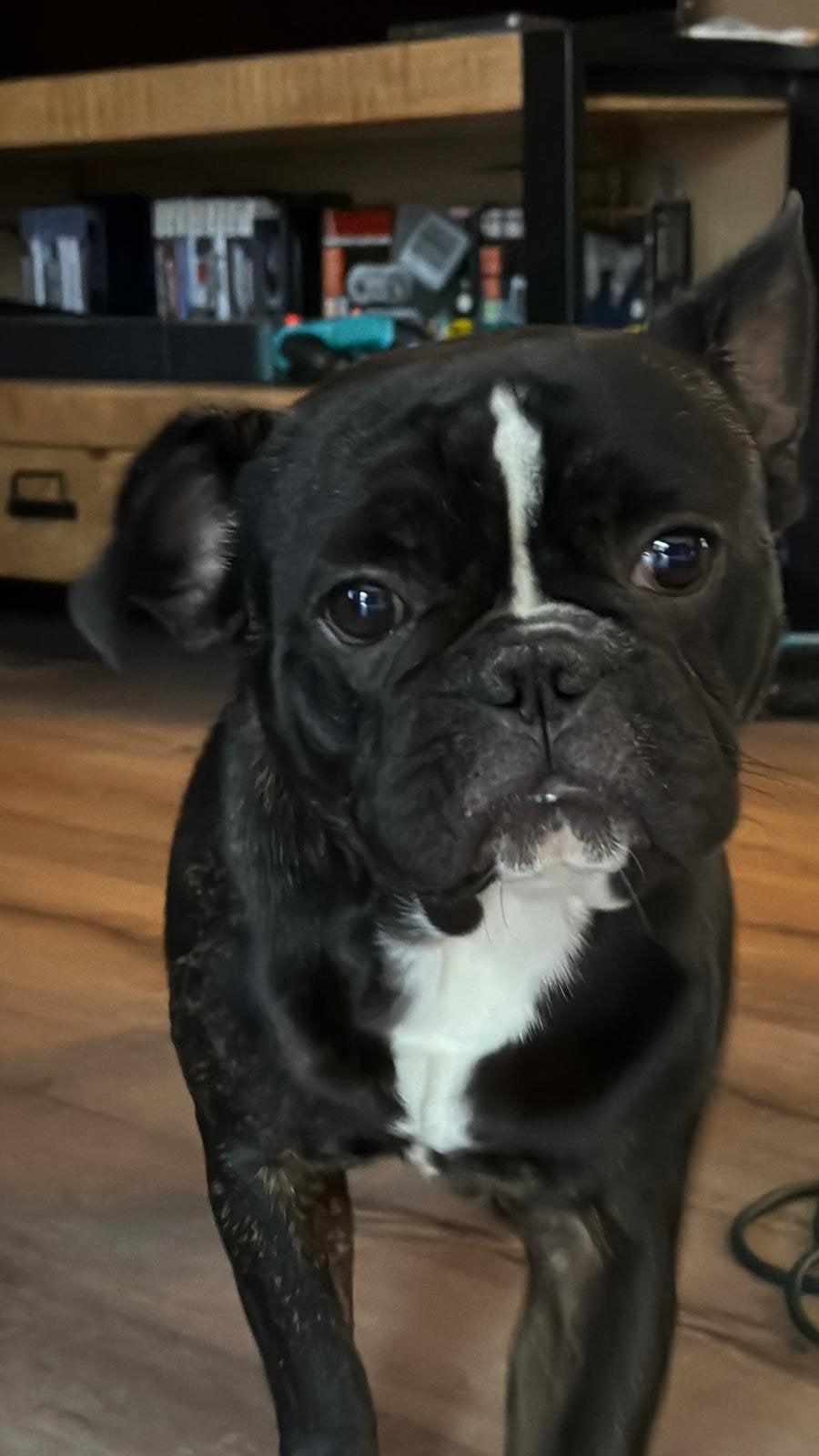 Franse bulldog pup, Dieren en Toebehoren, België, Particulier, 15 weken tot 1 jaar, Reu
