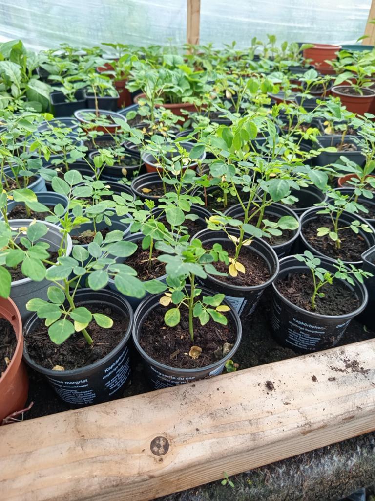 Moringa planten 5,00 euro per stuk, Ophalen of Verzenden, Eenjarig, Overige soorten, Volle zon