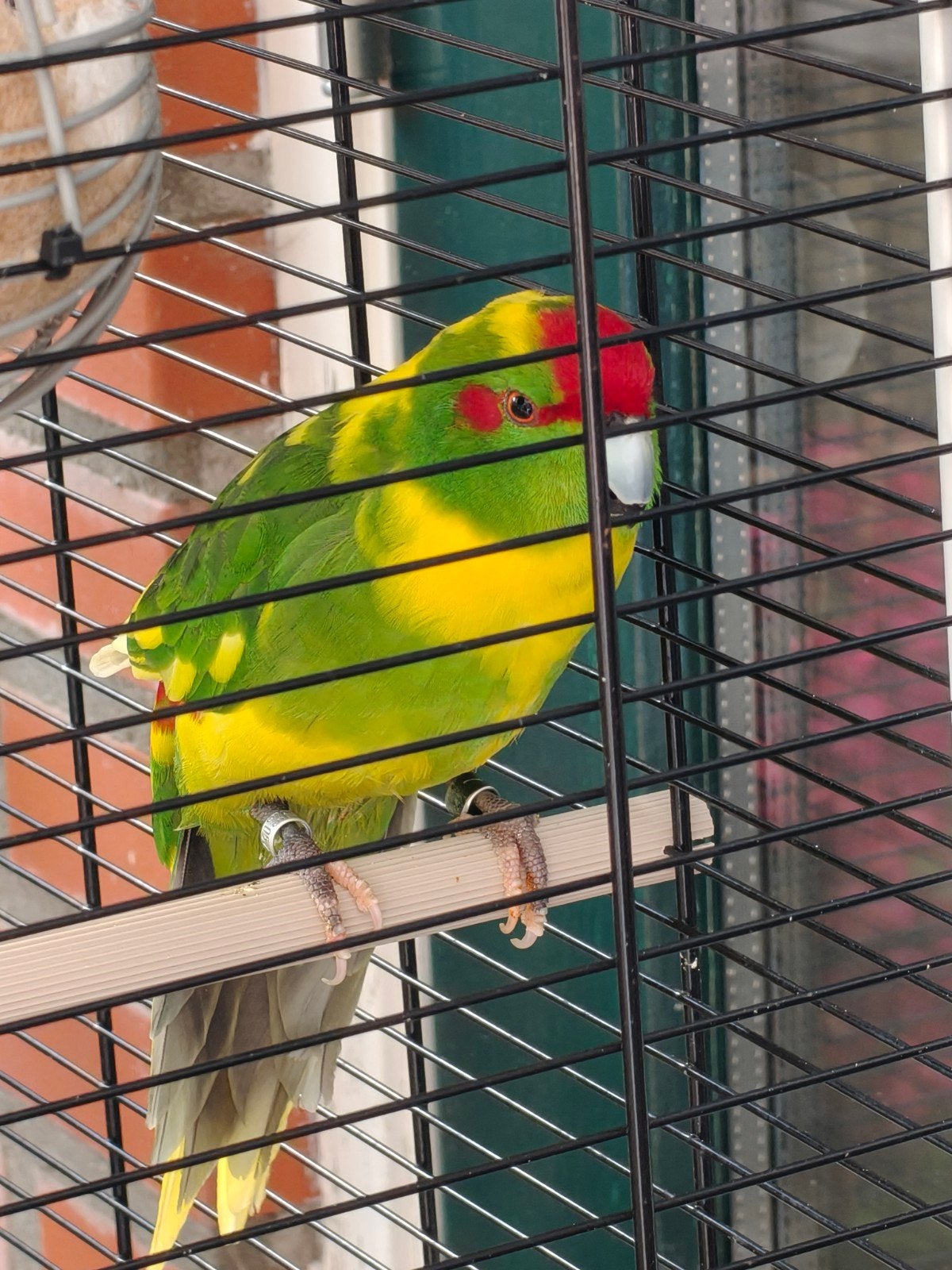 Kakariki man, Dieren en Toebehoren, Vogels | Parkieten en Papegaaien, Mannelijk, Parkiet