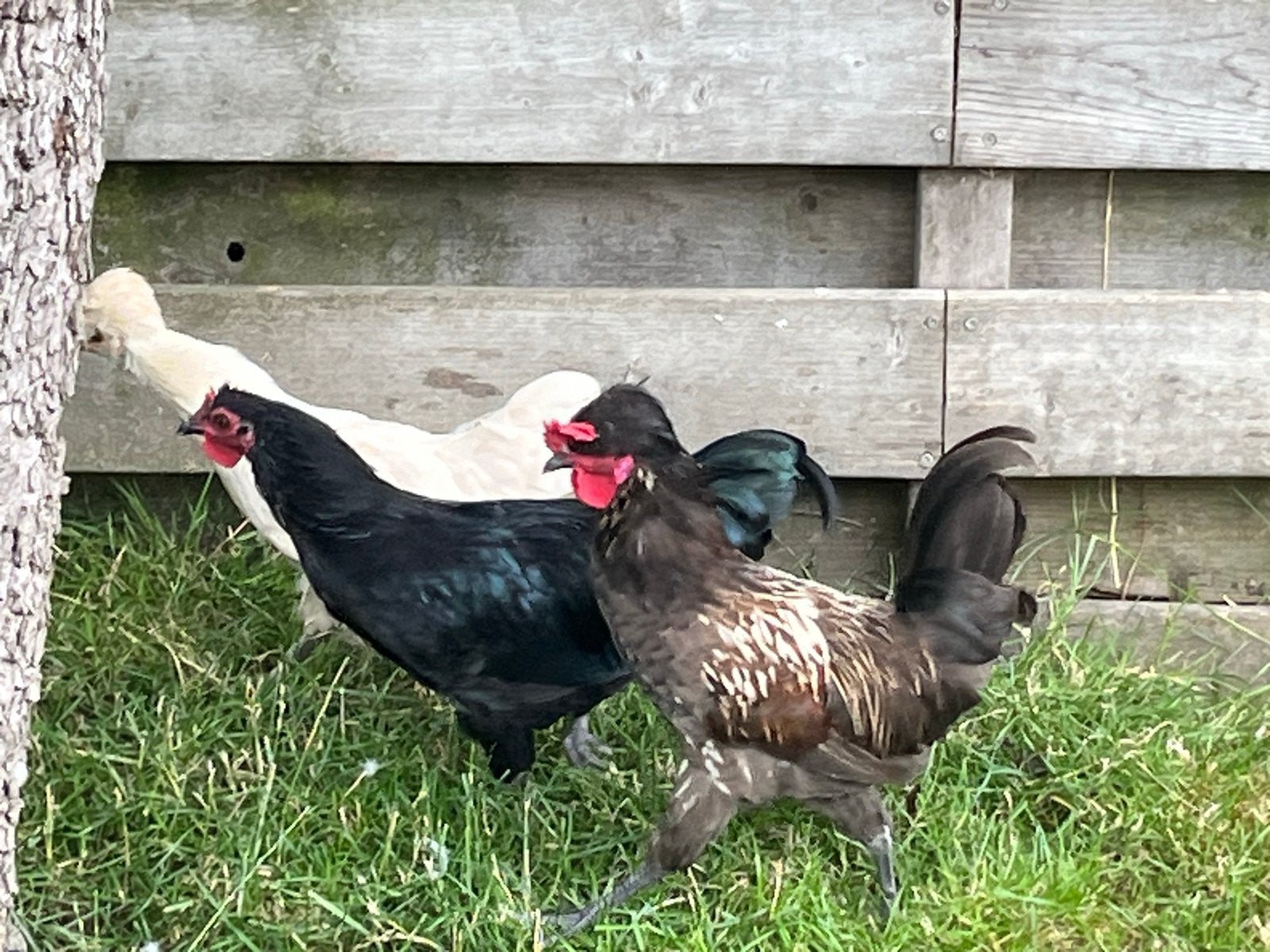 2 jonge haantjes   *gratis*, Mannelijk, Kip