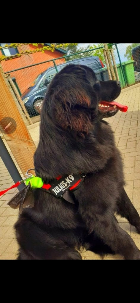 Newfoundlander puppy   Zeldzame blauwe kleur, België, Particulier, 8 tot 15 weken, Eén hond