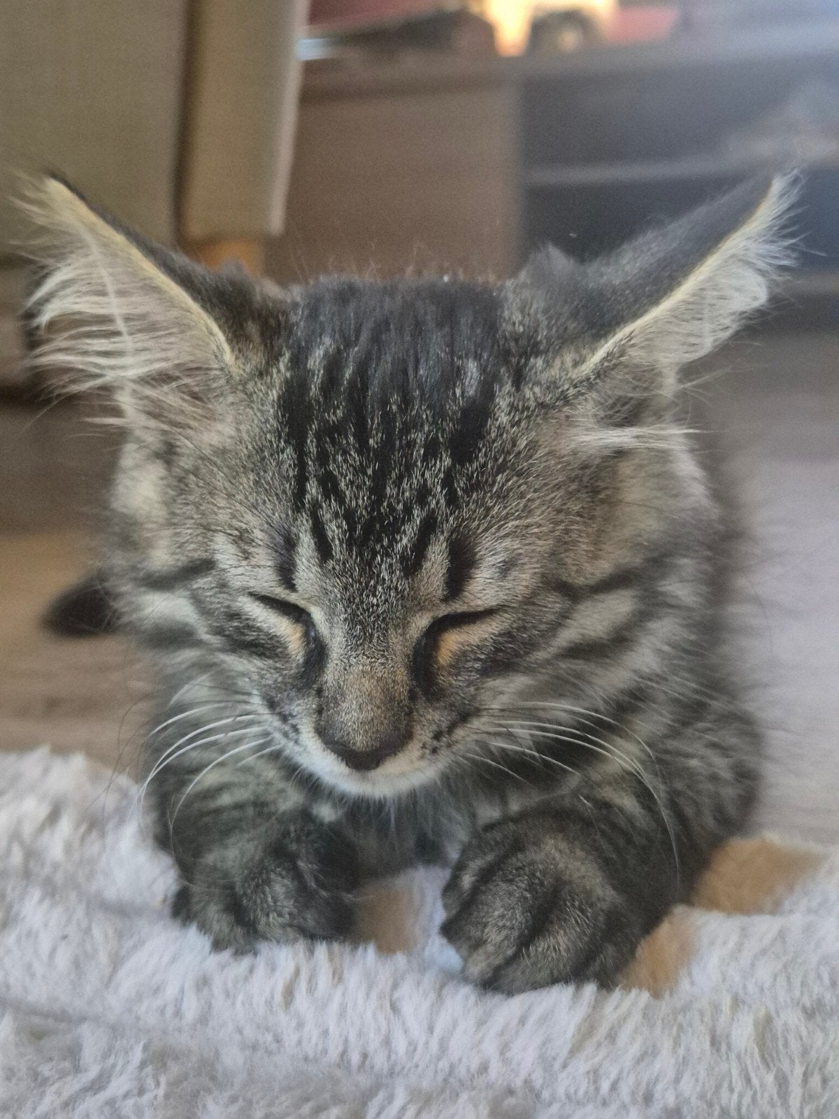 2 kittens, Poes, Langharig, 0 tot 2 jaar