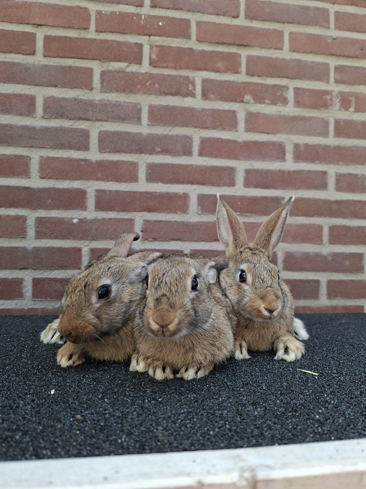 Rammetjes, Dieren en Toebehoren, Mannelijk, Dwerg, 0 tot 2 jaar