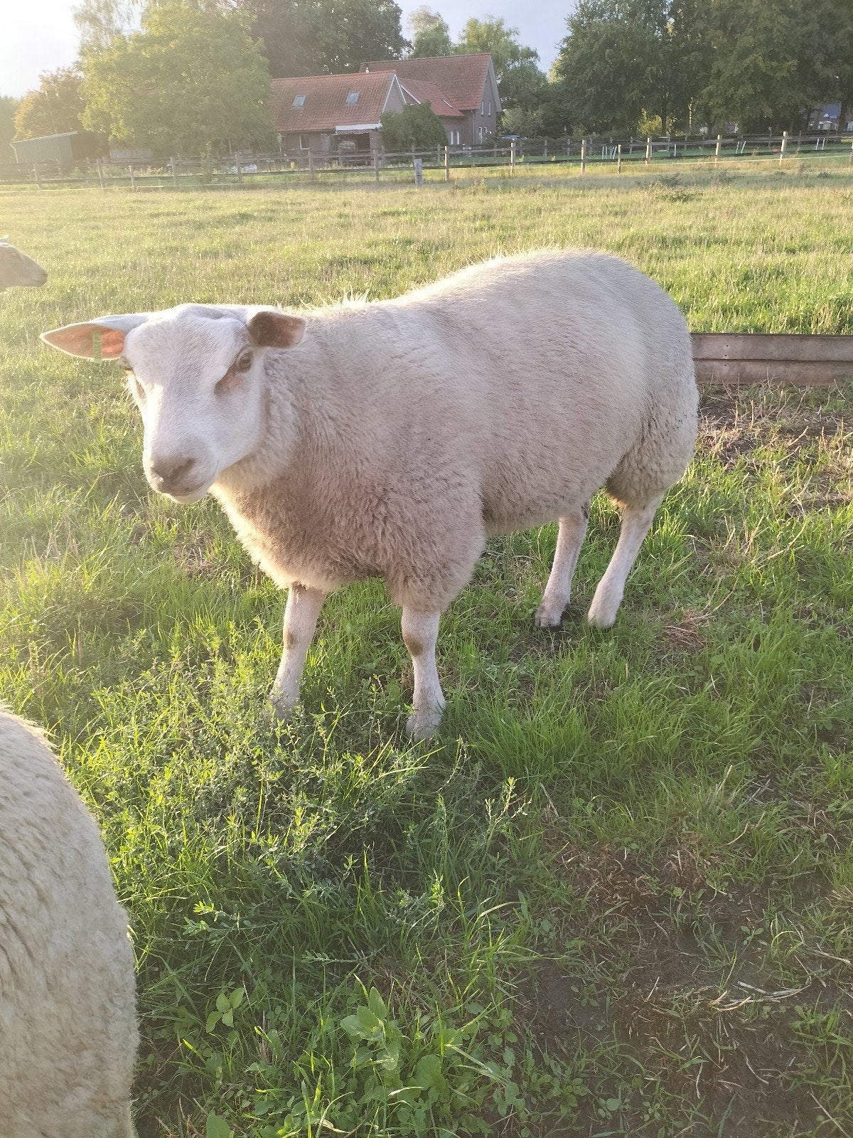 dek bokken, Dieren en Toebehoren, Mannelijk, Schaap, 0 tot 2 jaar