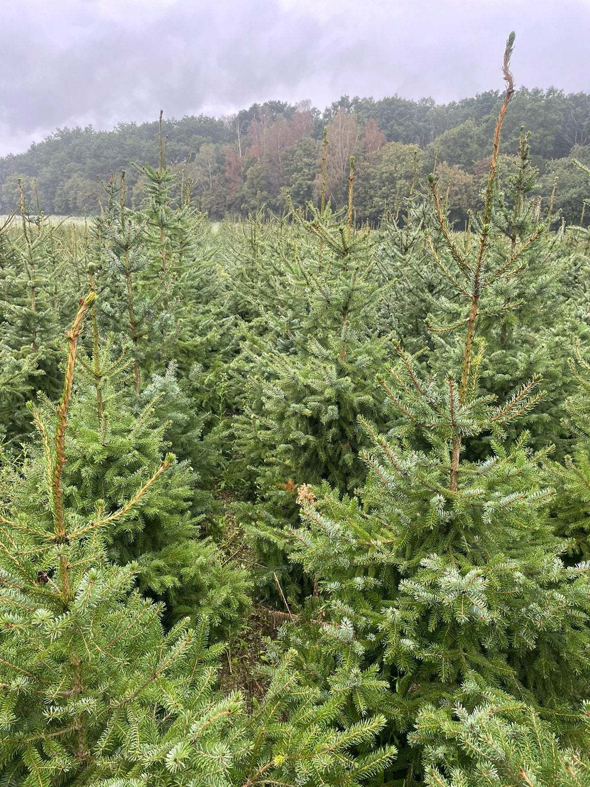 Kerstbomen te koop, Ophalen, Overige soorten, Minder dan 100 cm