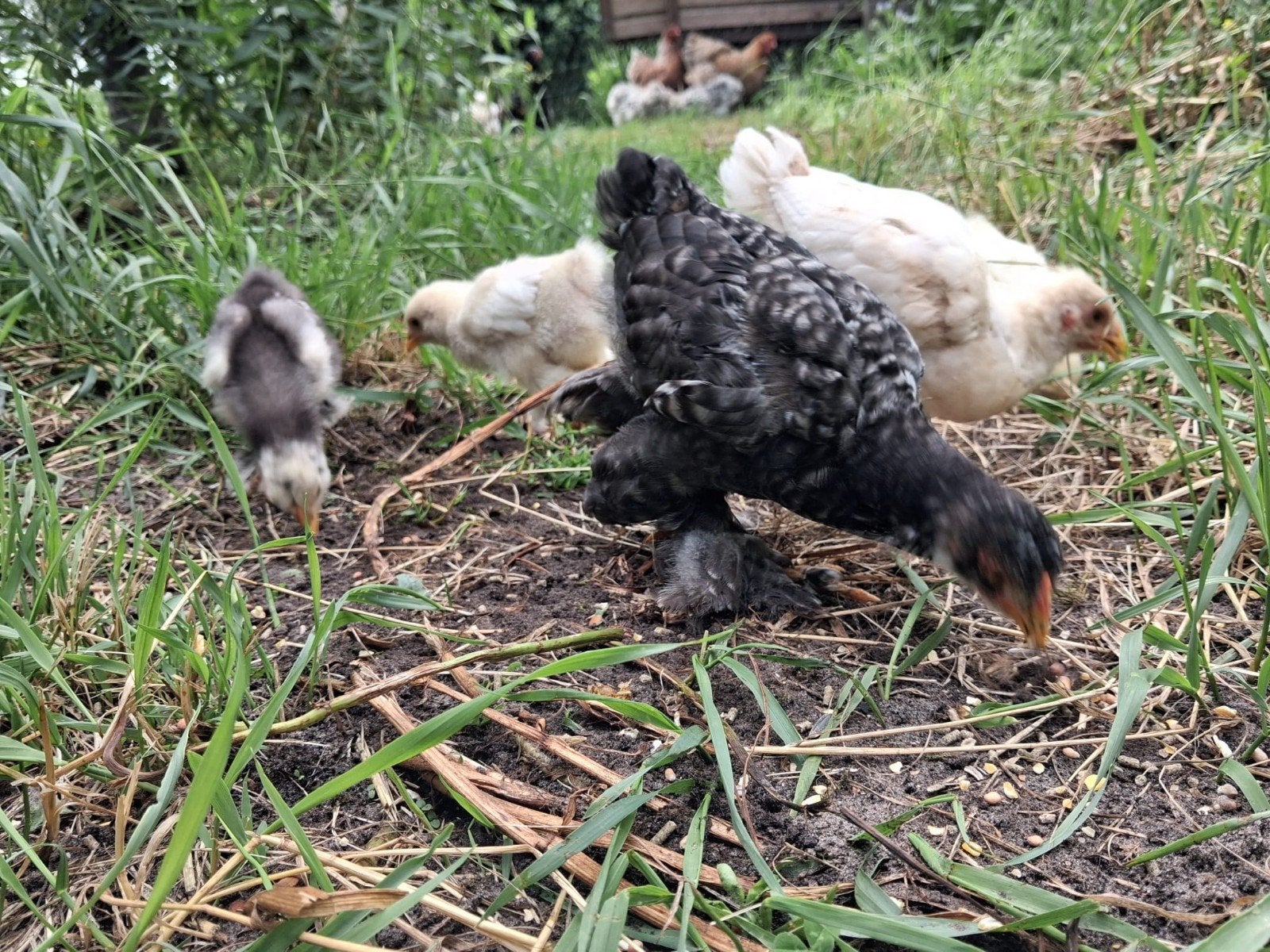 Brahma kuikens gesext hennen en hanen, Dieren en Toebehoren, Pluimvee, Meerdere dieren, Kip