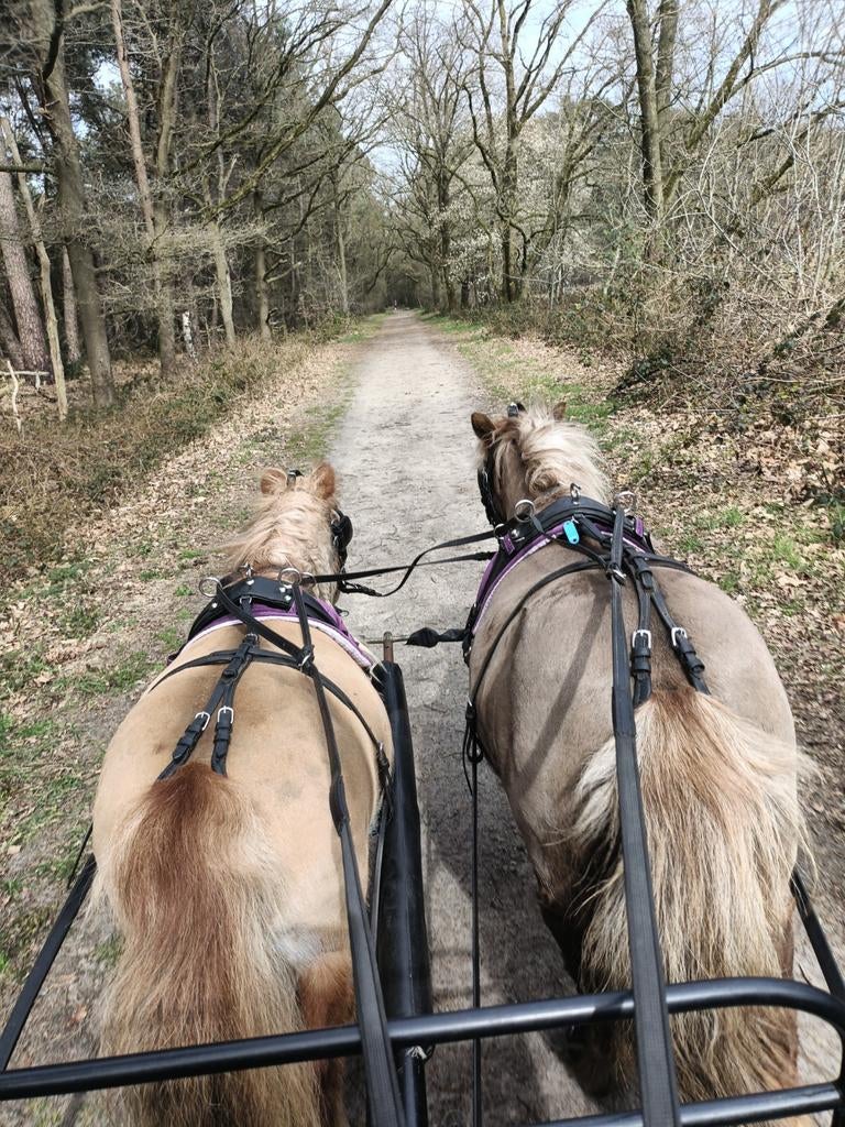 Groom gezocht, Dieren en Toebehoren, Paarden en Pony's | Verzorgingsproducten, Nieuw, Ophalen of Verzenden