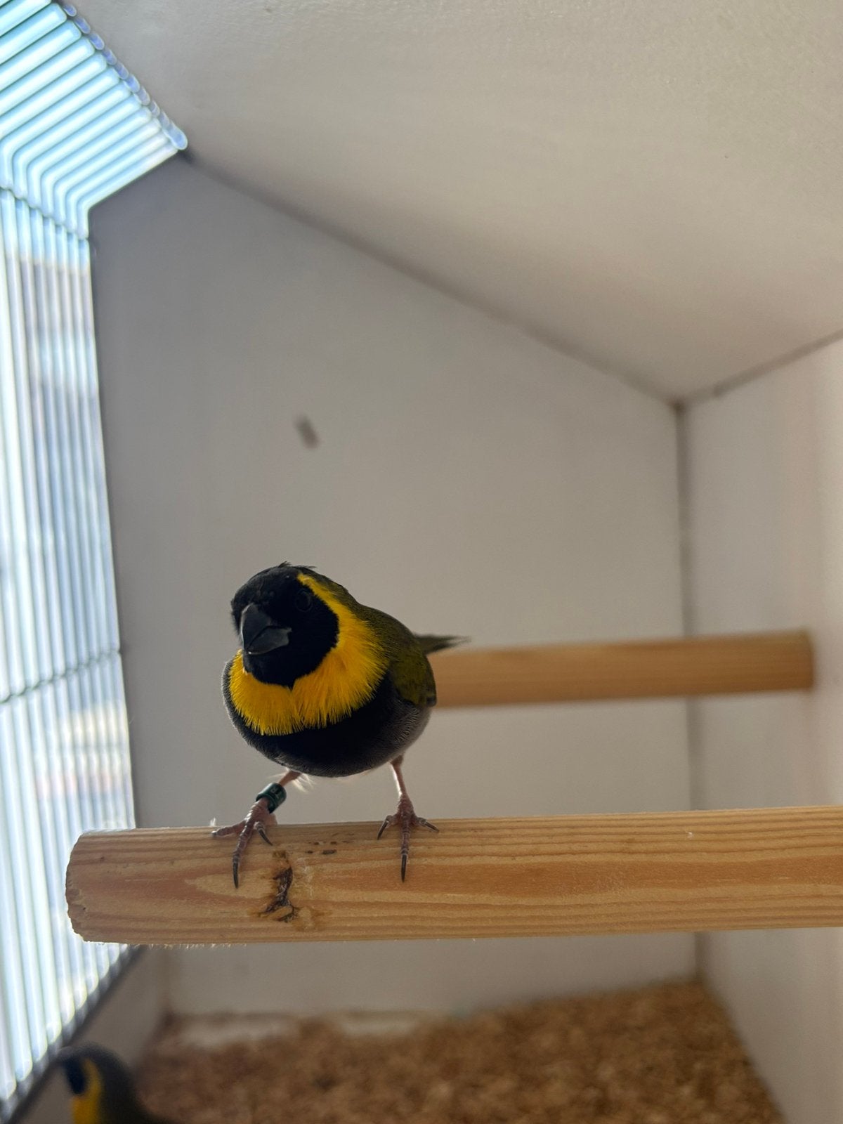 Cubavinken 3-0, Dieren en Toebehoren, Vogels | Overige Vogels, Mannelijk