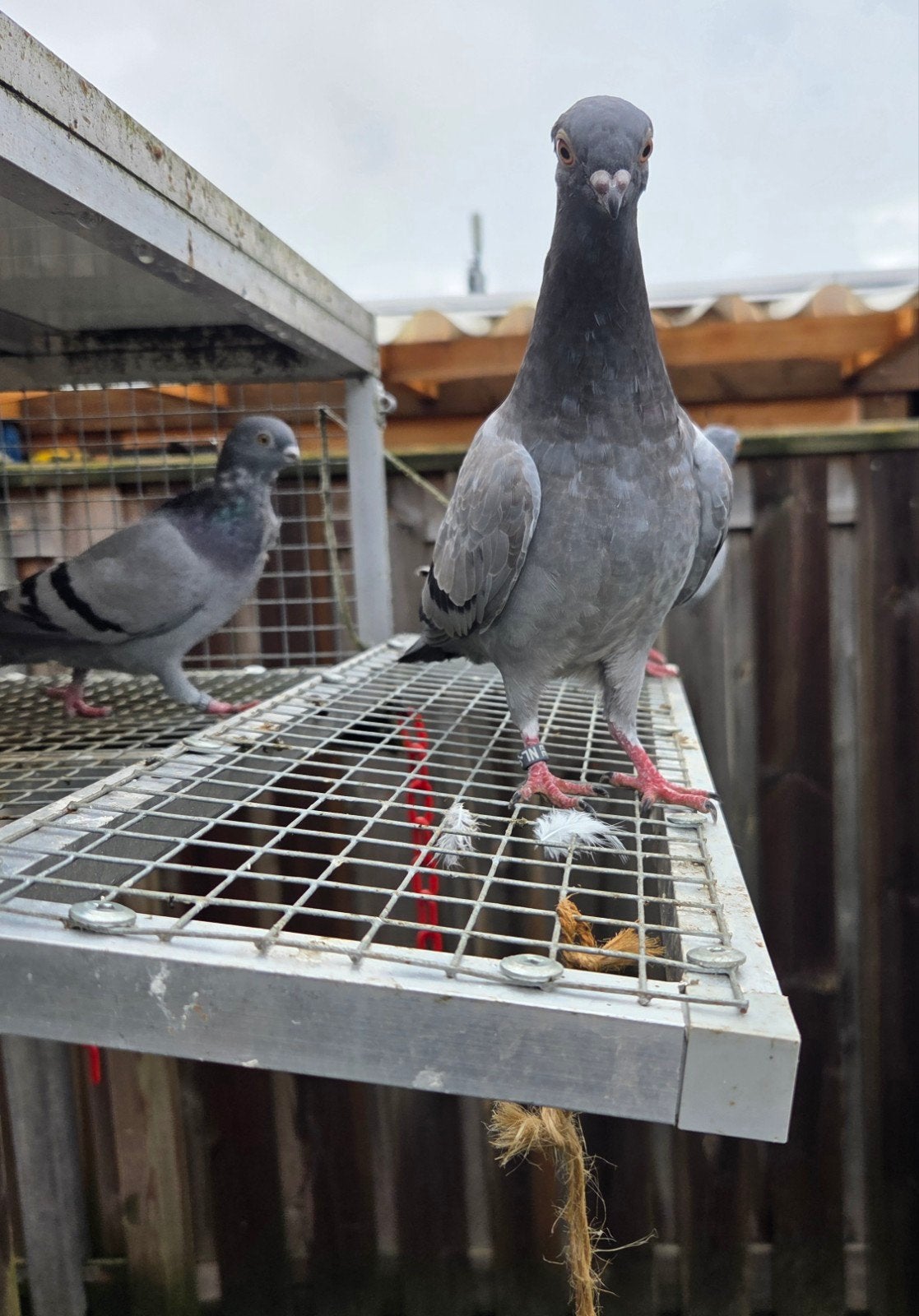 figurita duifjes, kleine sierduifjes, Meerdere dieren, Overige soorten
