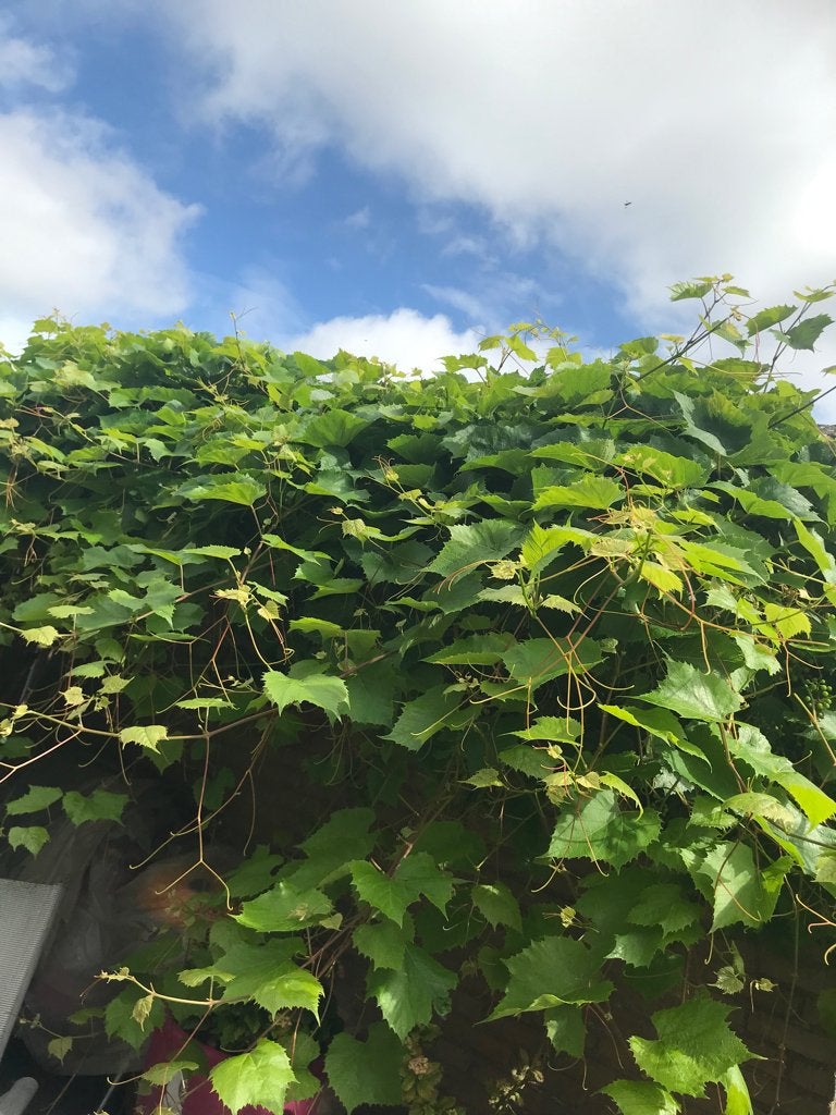 100 bladeren van druiven boom gratis, Ophalen, Minder dan 100 cm, Zomer