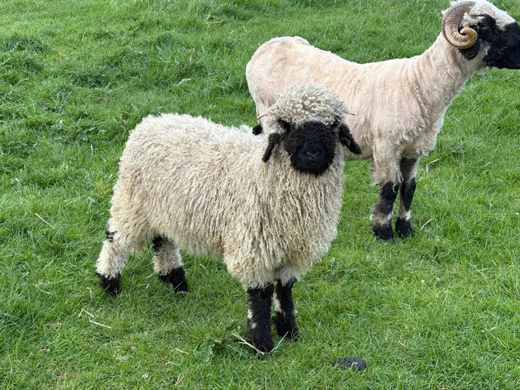 Walliser schwarznase ooien of lammetjes, Dieren en Toebehoren, Schapen, Geiten en Varkens, Vrouwelijk, Schaap