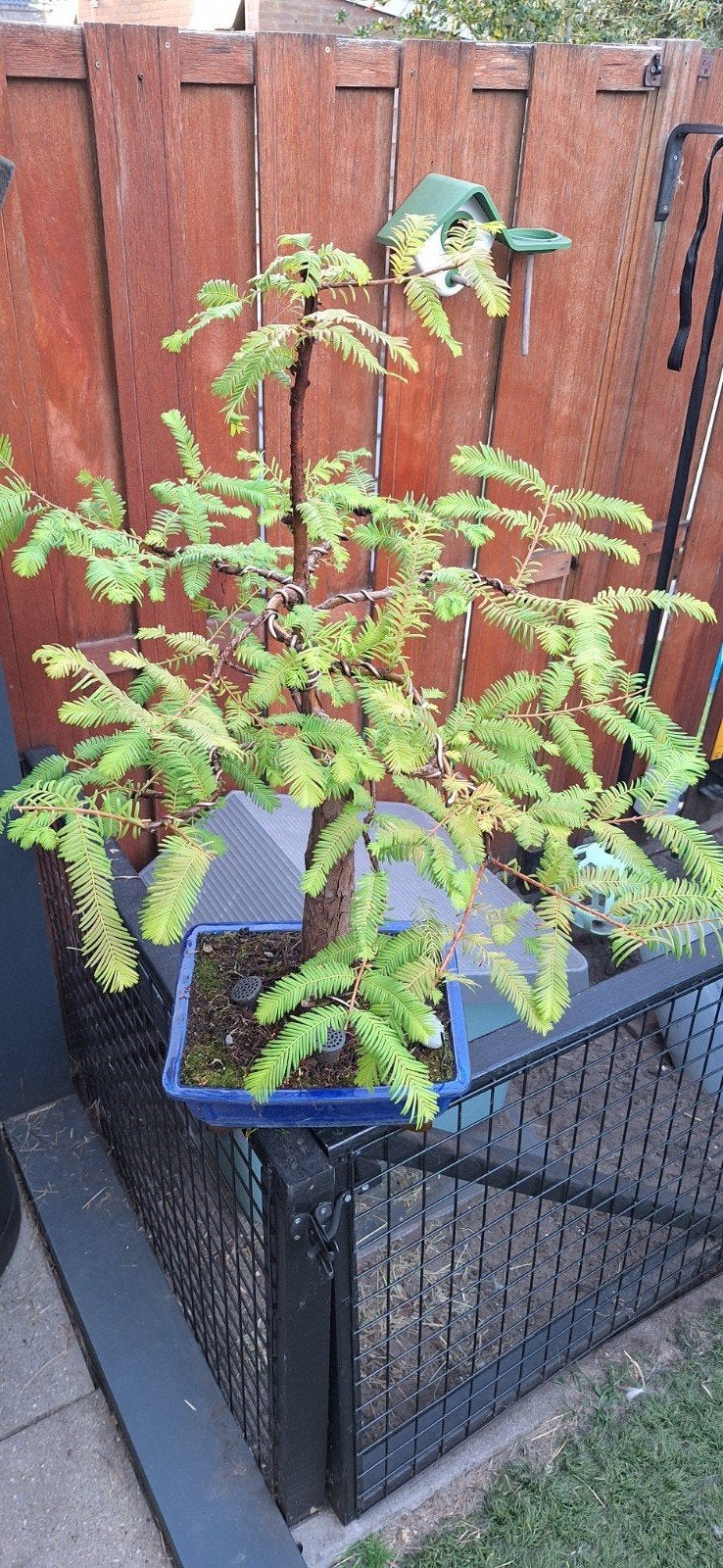 Metasequoia Bonsai 75cm  (Chinese Watercipres) met Ji, Ophalen of Verzenden, Bloeit niet, Overige soorten, Halfschaduw