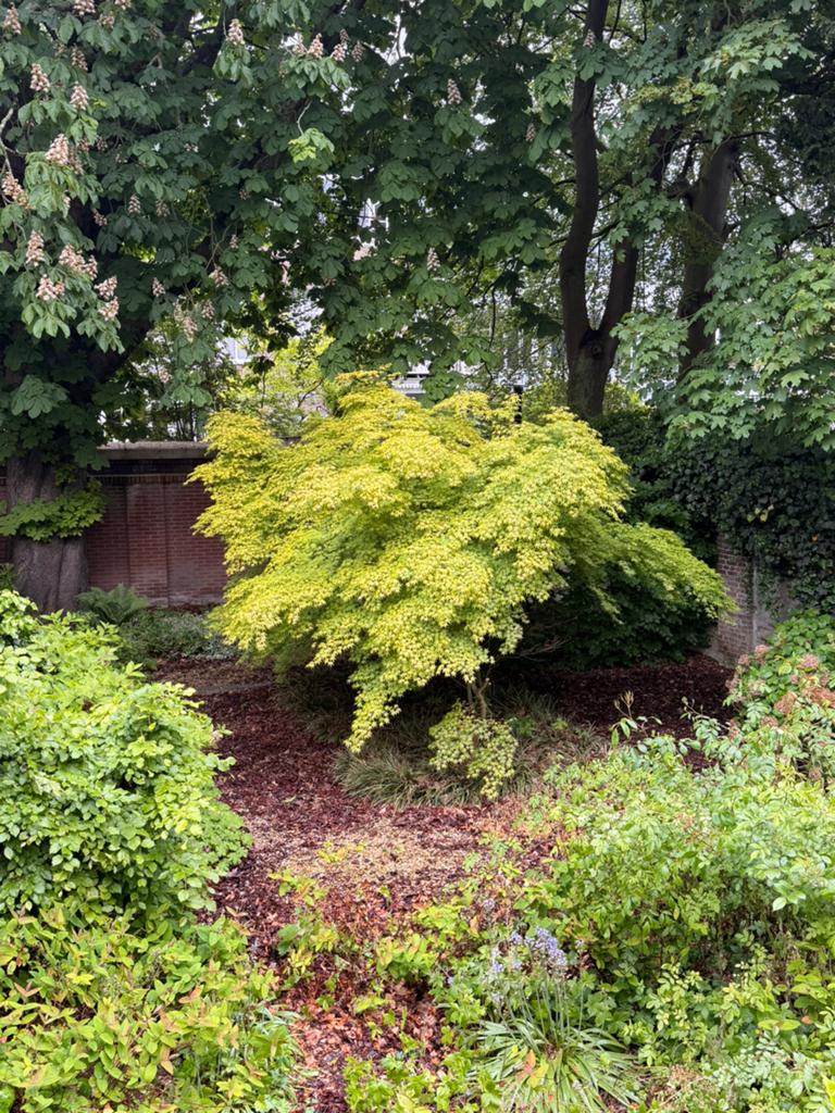 Japanse Esdoorn meerstammig 3x, Tuin en Terras, Ophalen, Halfschaduw, Overige soorten, Lente