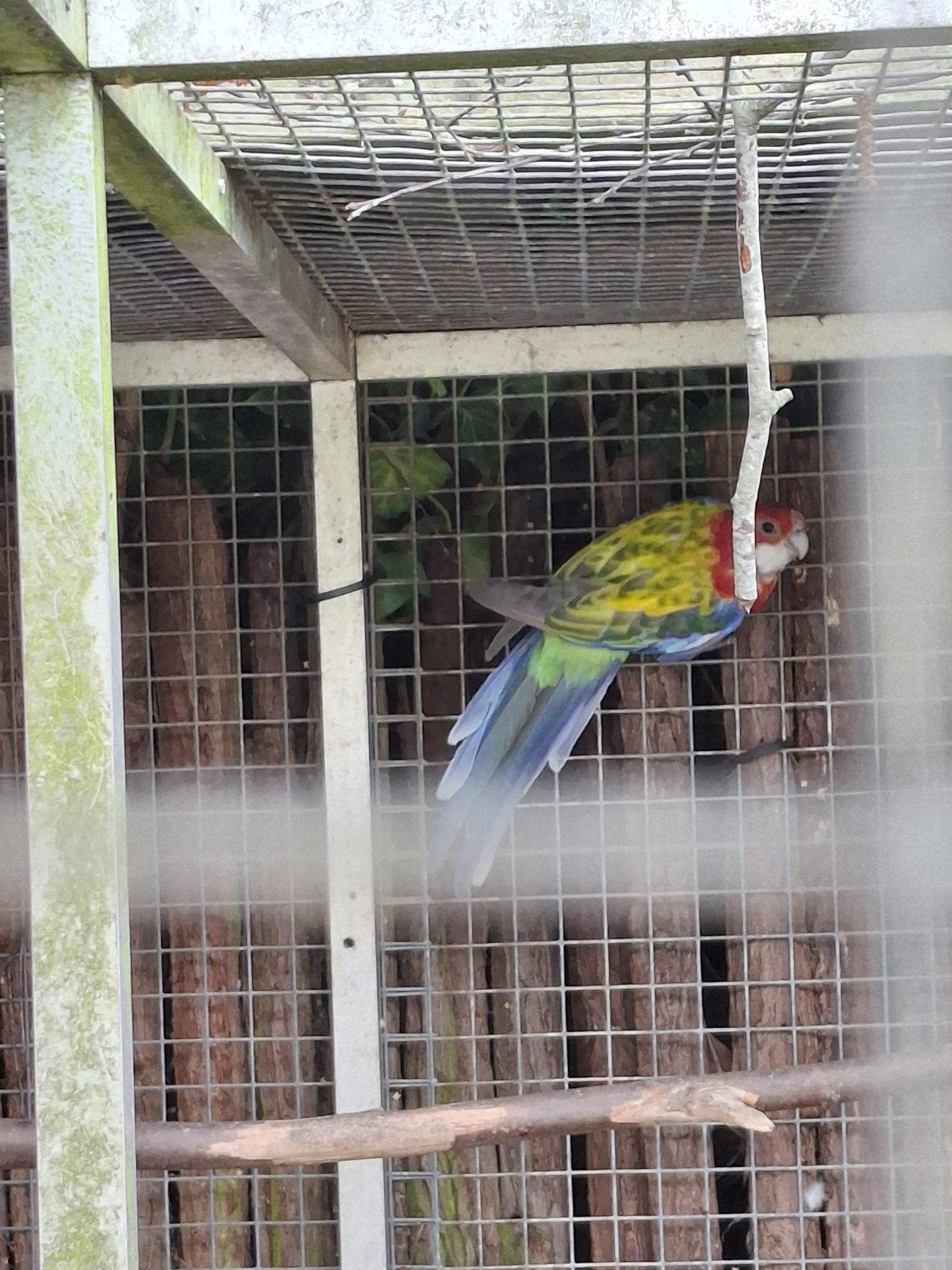 prachtrosella, Meerdere dieren, Parkiet