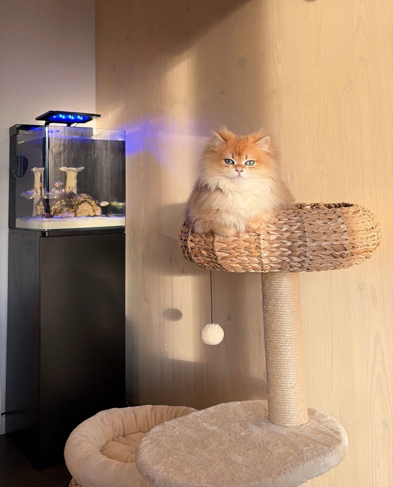 Dekkater, Kater, Ontwormd