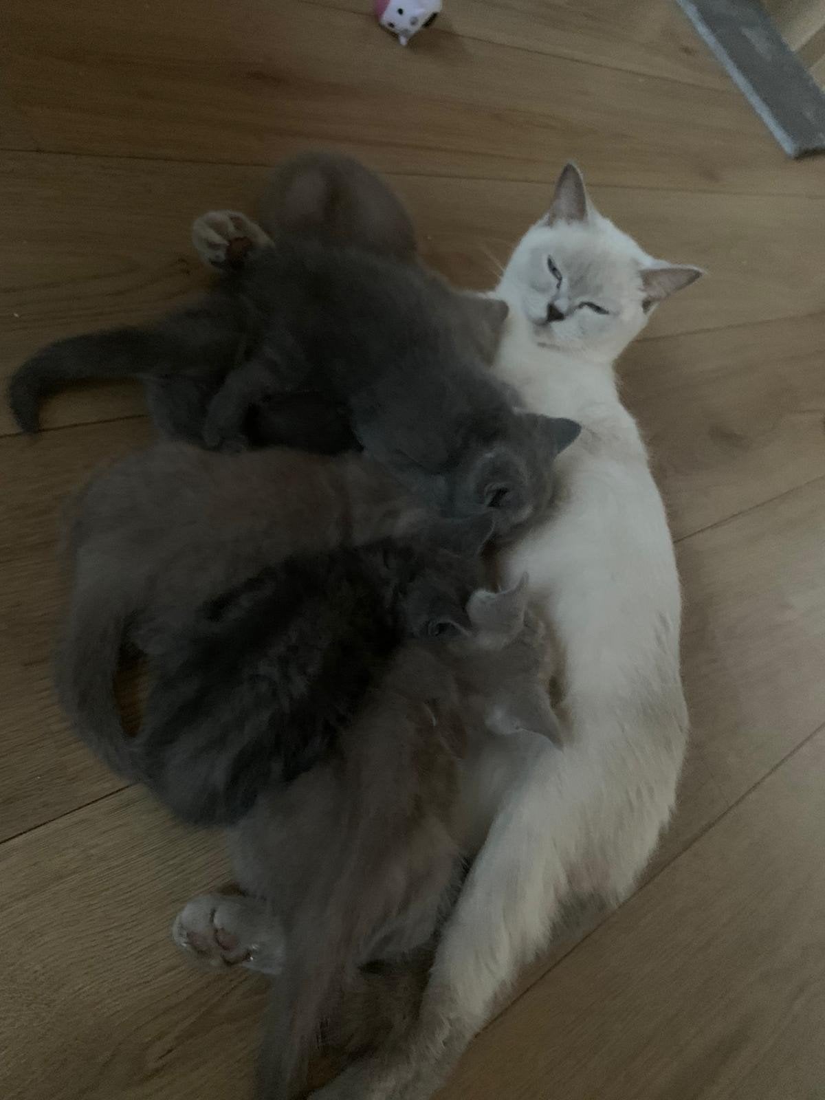 ​🐾 Prachtig Nestje Raszuivere BKH Kittens! 🐾, Meerdere dieren, 0 tot 2 jaar