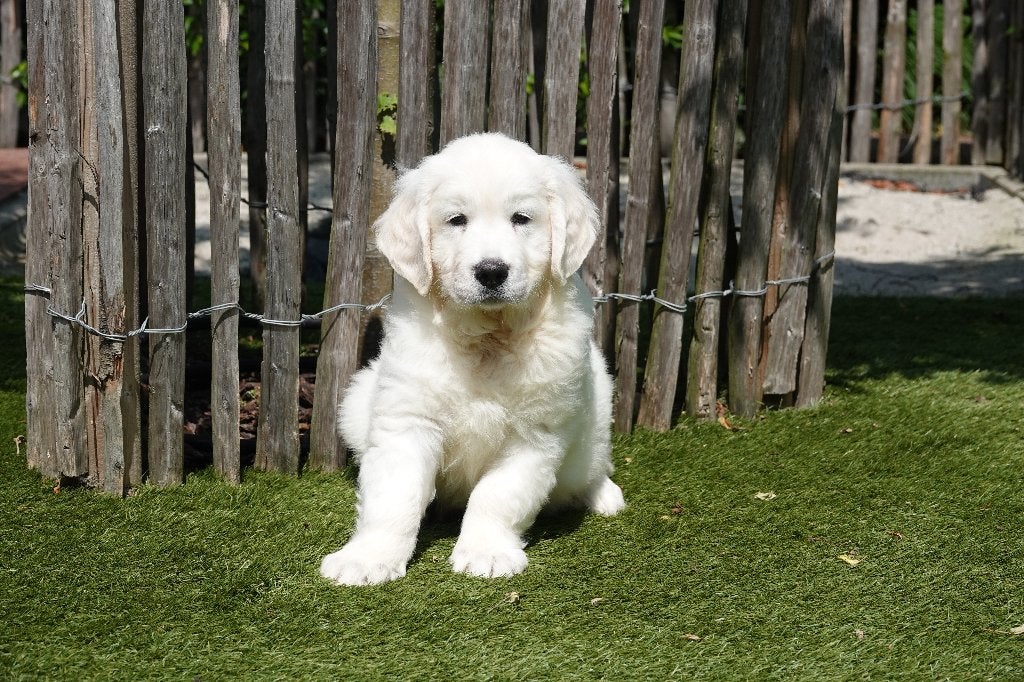 Prachtige Golden Retriever pups, met stamboom, België, 8 tot 15 weken, Meerdere, Meerdere dieren