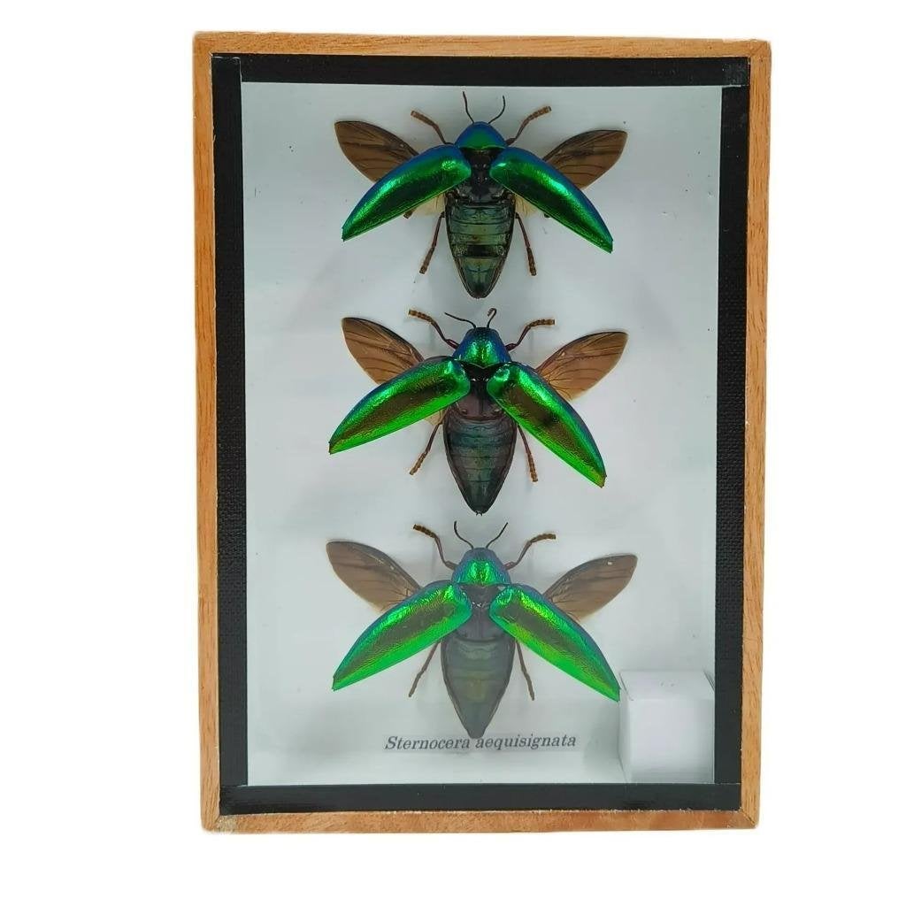 Opgezette insect Sternocera 3x  in houten lijst, Verzenden, Nieuw, Insect, Opgezet dier