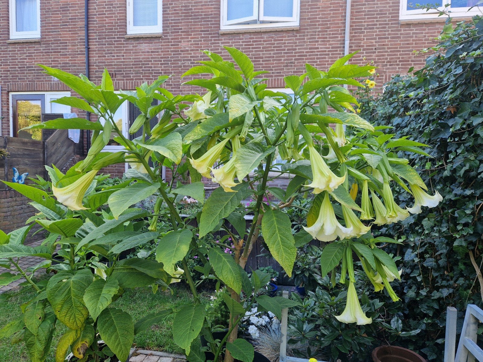 Brugmansia wit, Tuin en Terras, Ophalen, Volle zon, Overige soorten