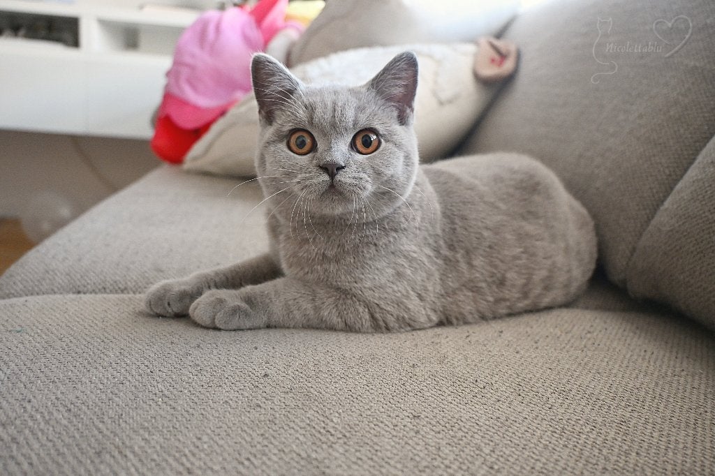 Britse korthaar katten, Dieren en Toebehoren, Katten en Kittens | Raskatten | Korthaar, Poes, Met stamboom, 0 tot 2 jaar