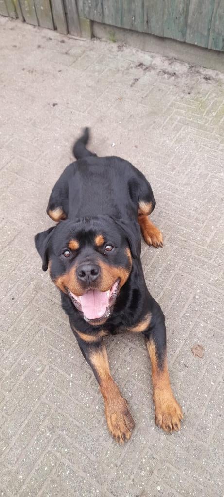 zeer mooie krachtige rottweiler reu met mooie stamboom, Reu, 1 tot 2 jaar, Eén hond, Nederland