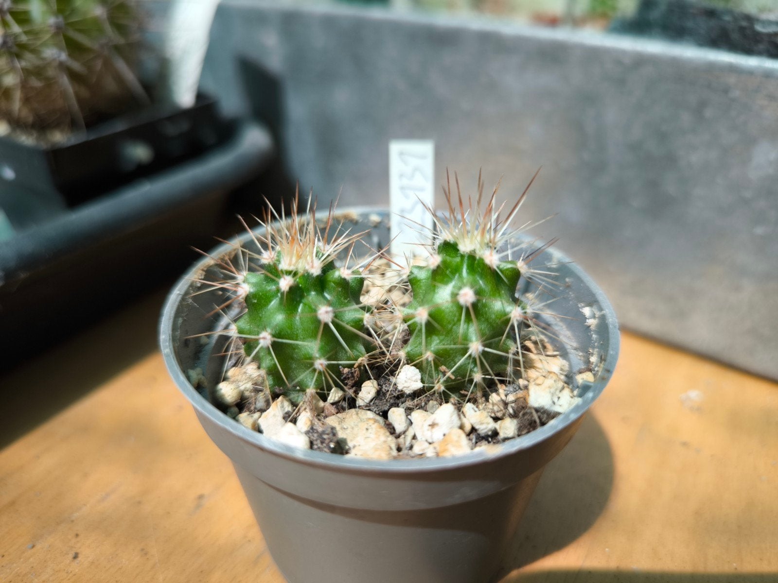 Cactus Creatures Echinocereus coccineus SB351 €2 per pot, Huis en Inrichting, Kamerplanten, Ophalen of Verzenden, Cactus, Minder dan 100 cm