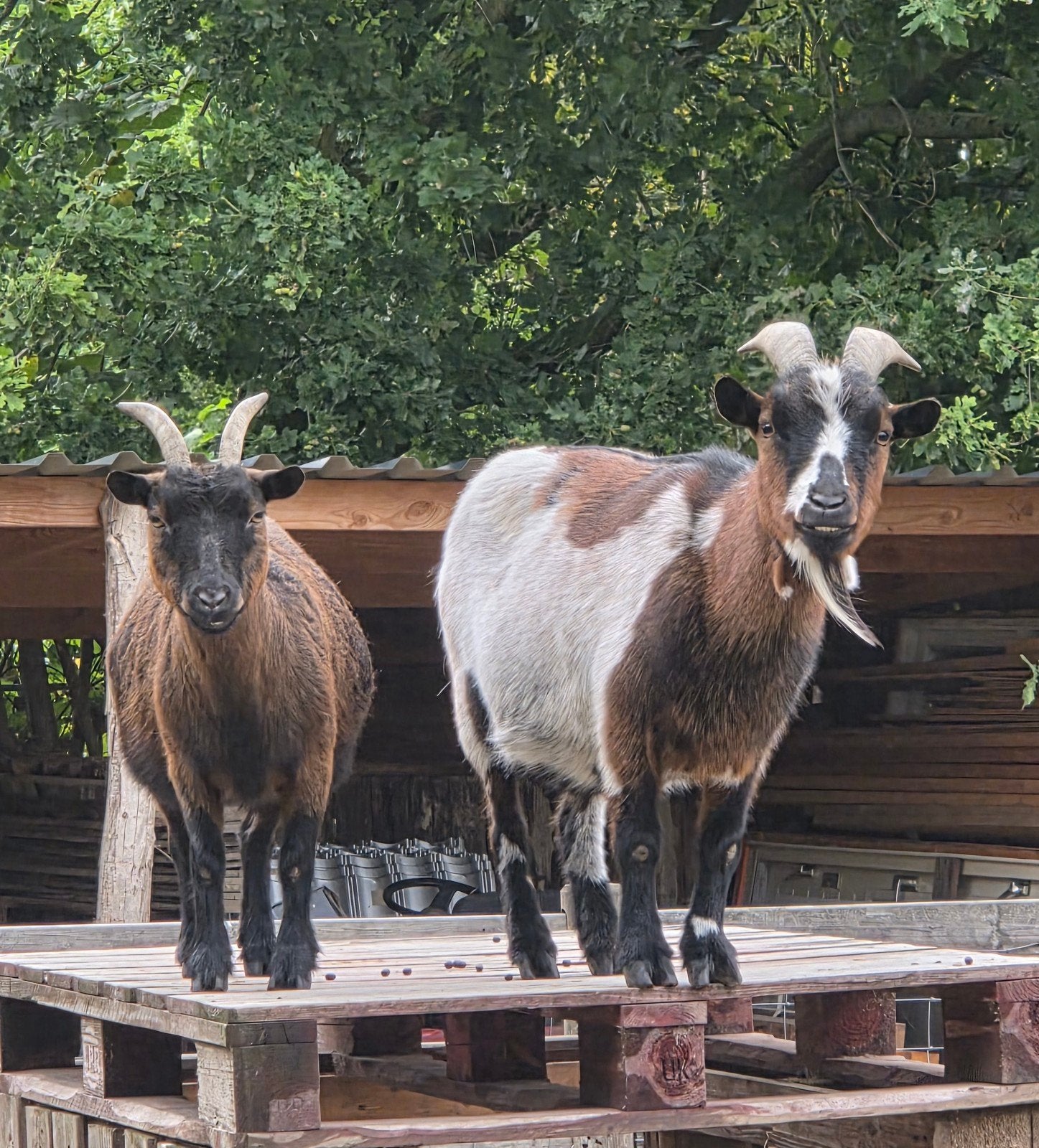 geiten, Dieren en Toebehoren, Meerdere dieren, Geit, 3 tot 5 jaar