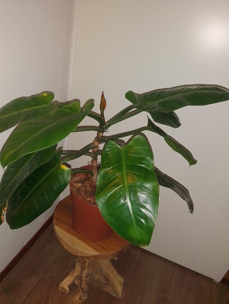 Philodendron, Huis en Inrichting, Kamerplanten, Ophalen, Overige soorten, Halfschaduw, Minder dan 100 cm