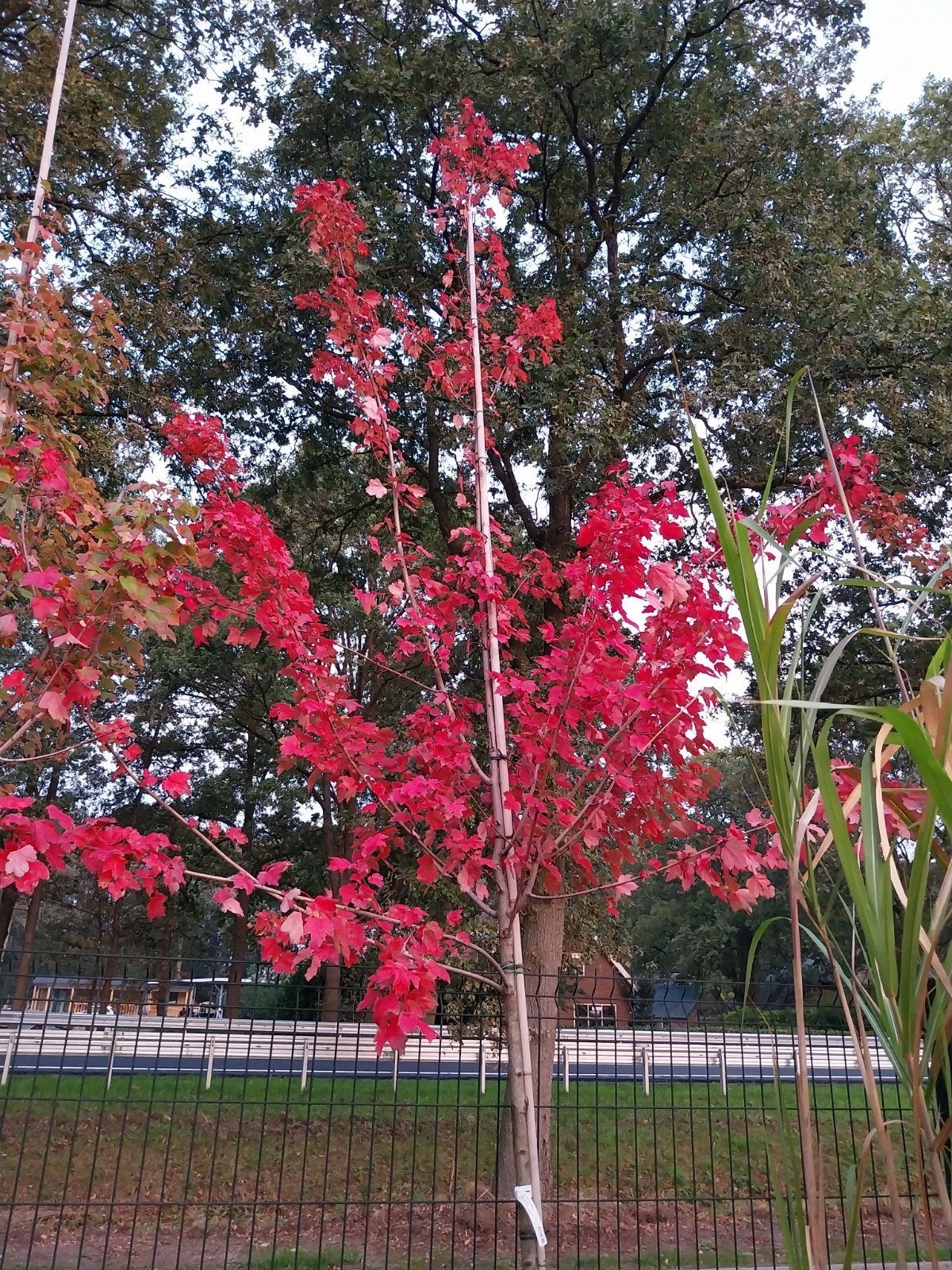 Acer Rubrum 'October Glory' - Prachtige Herfstkleuren, Herfst, Overige soorten, 250 tot 400 cm, Ophalen