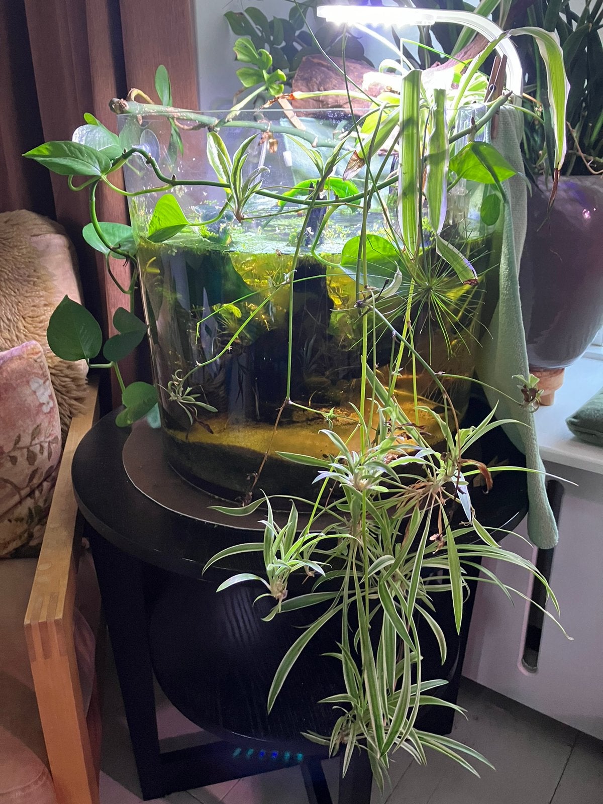 Betta Pool aquarium te koop 50 liter, Dieren en Toebehoren, Ophalen of Verzenden, Plant(en), Steen of Hout
