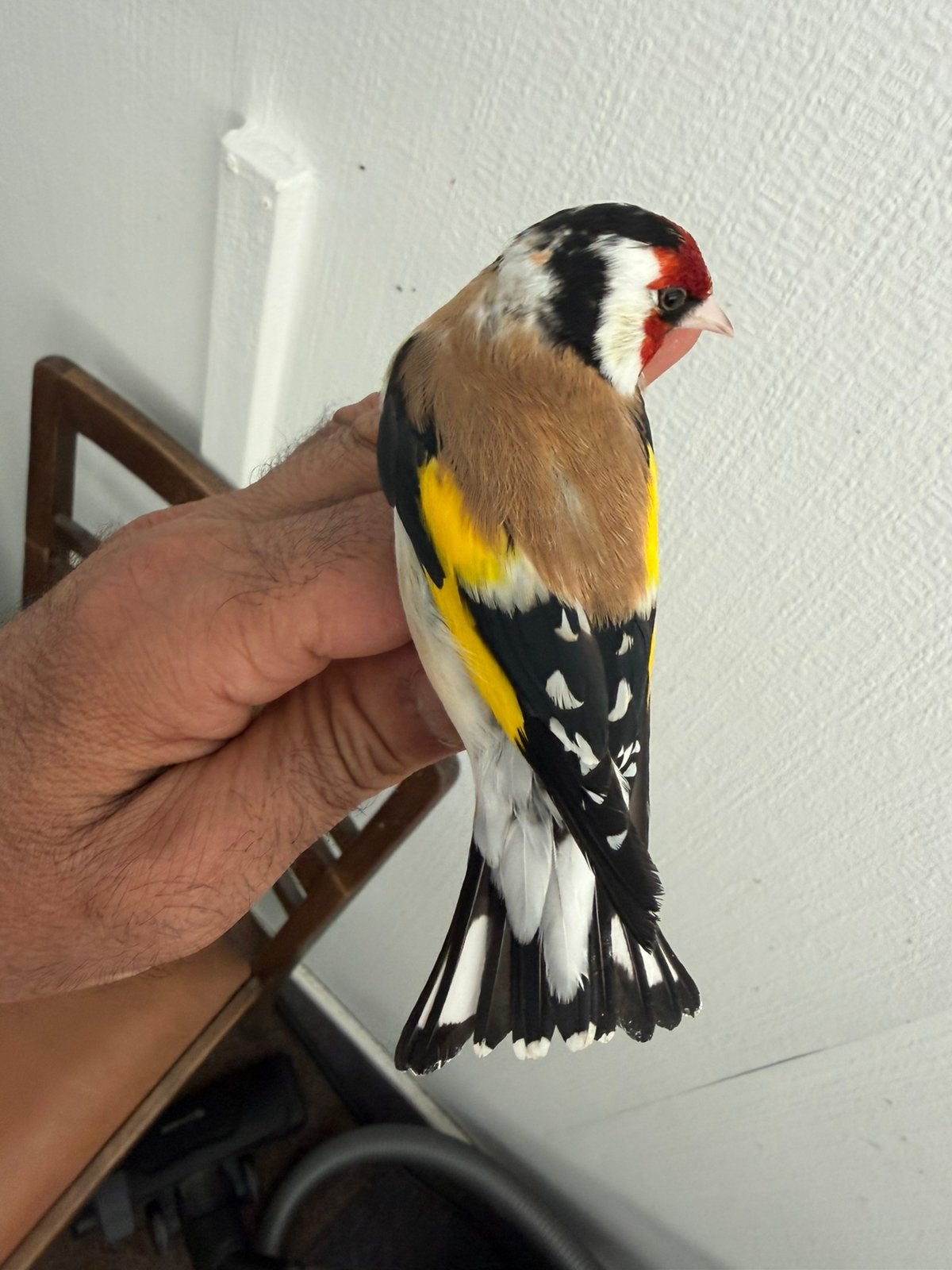 Putter man, Dieren en Toebehoren, Vogels | Overige Vogels, Mannelijk, Wildzangvogel, Geringd
