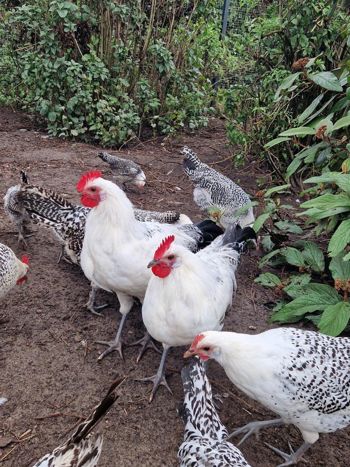 meerdere Groninger meeuw zilverpel hanen (grote variant), Dieren en Toebehoren, Mannelijk, Kip