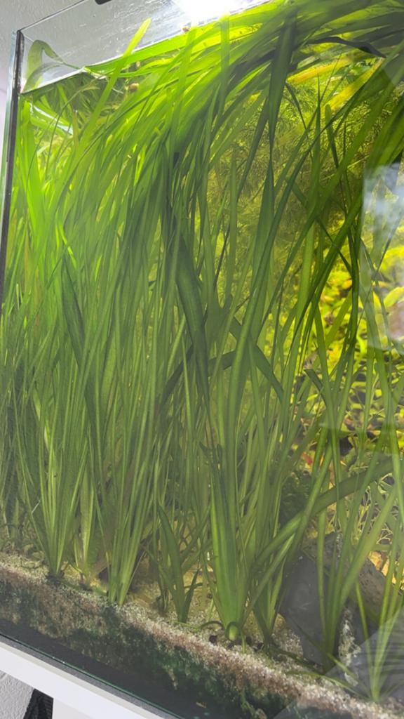 Vallisneria Spiralis per knol, Ophalen of Verzenden, Zo goed als nieuw, Plant(en), Steen of Hout
