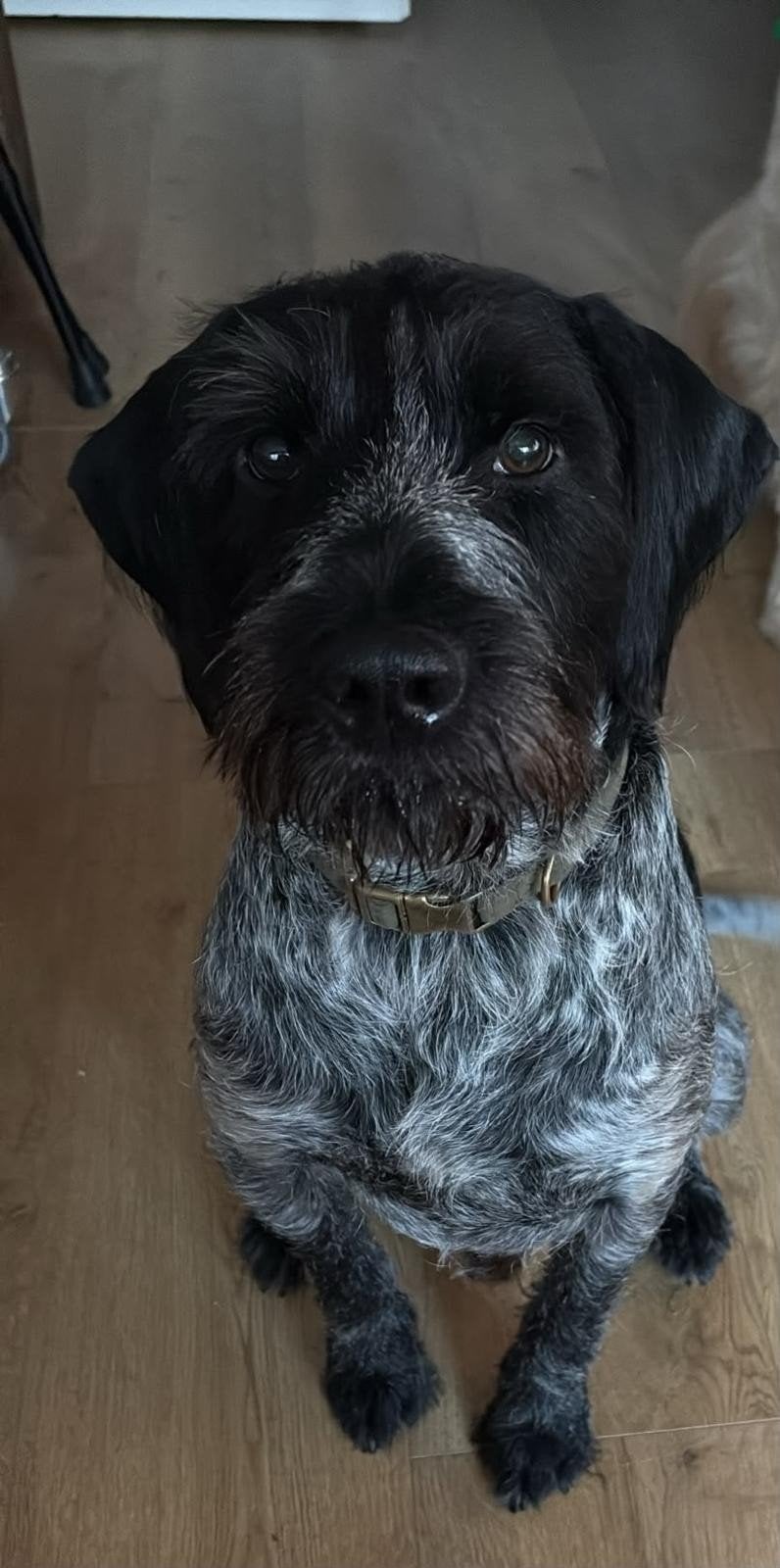 Gouden Mandje gezocht voor onze Max, Duitse Staande hond, Reu, Parvo, Eén hond
