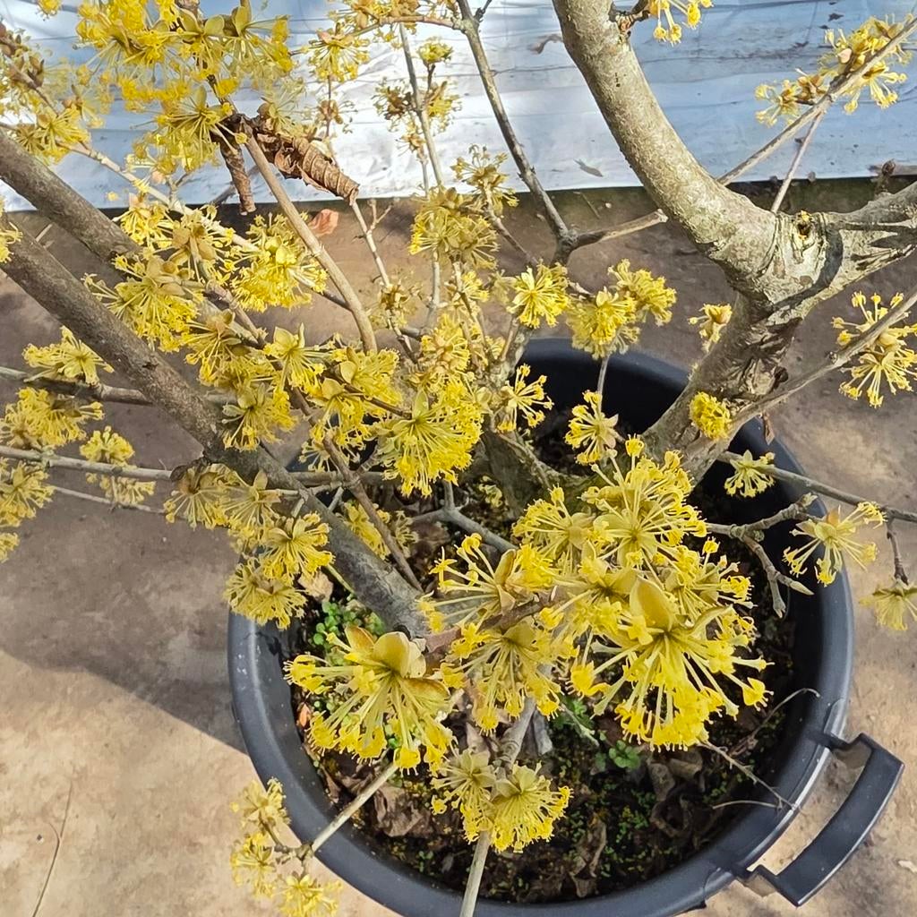 Gele Kornoelje - Cornus mas, Volle zon, Vaste plant, Winter, Ophalen